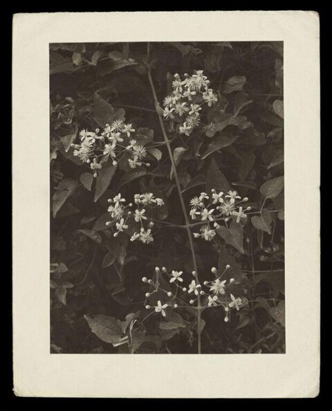 Vintage Monochrome Wild Flower Print