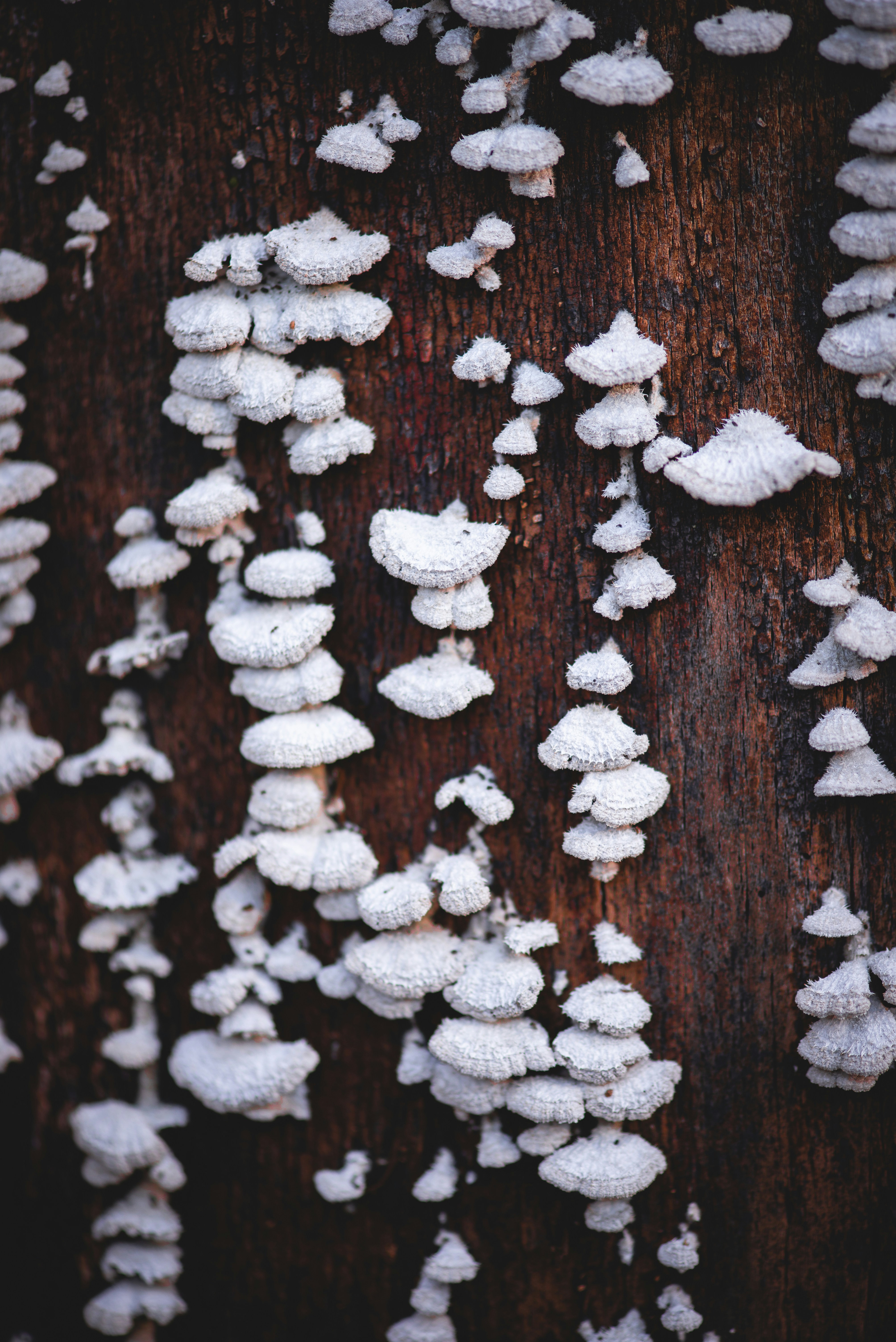 White Fungi Growing on Tree Bark