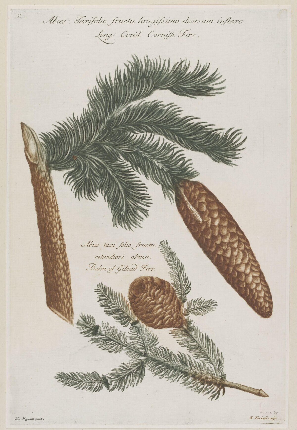 Vintage Botanical Fir Illustration