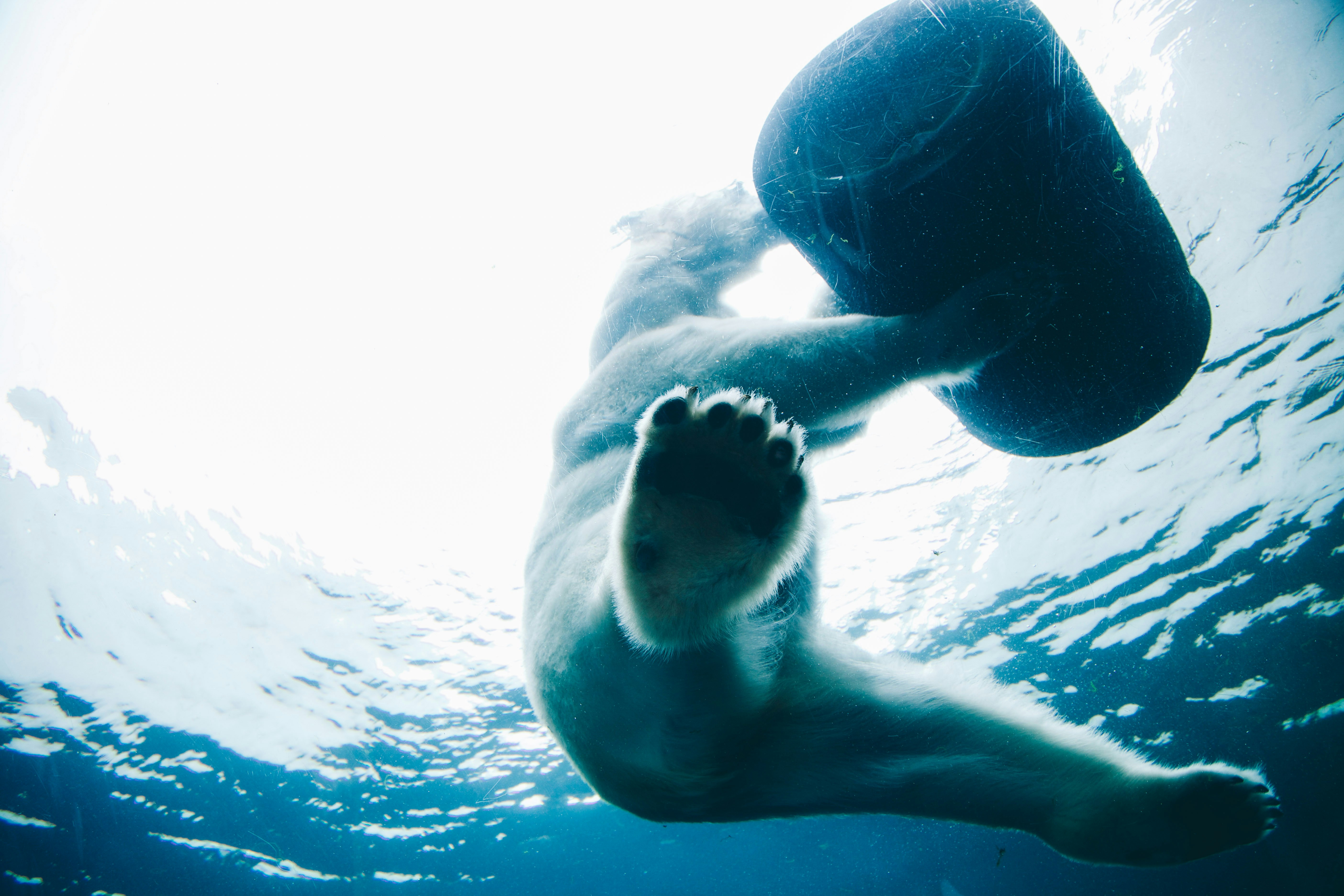 Polar Bear Swimming Underwater