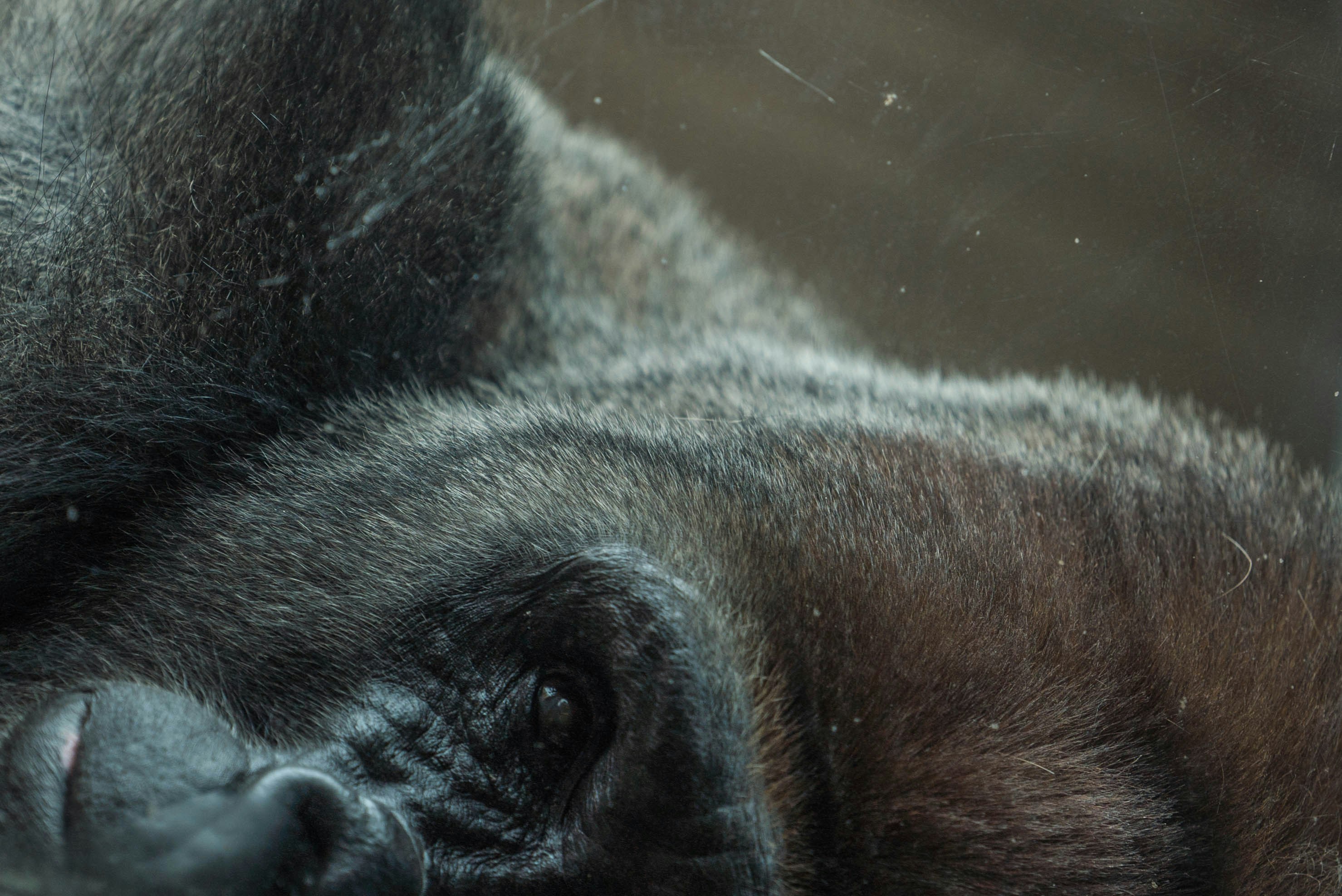 Close-up of a Resting Gorilla