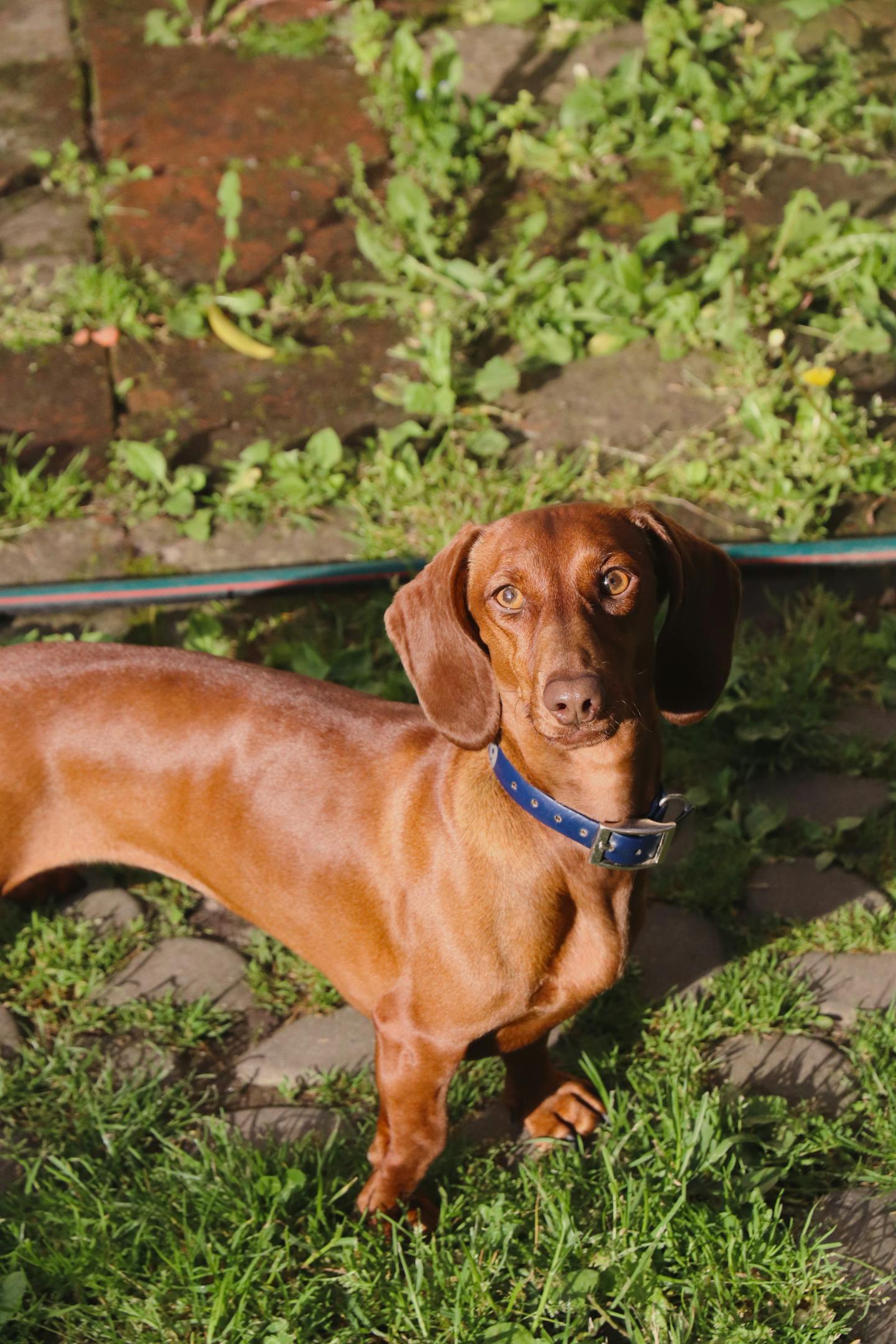 Image 93236 — Pets