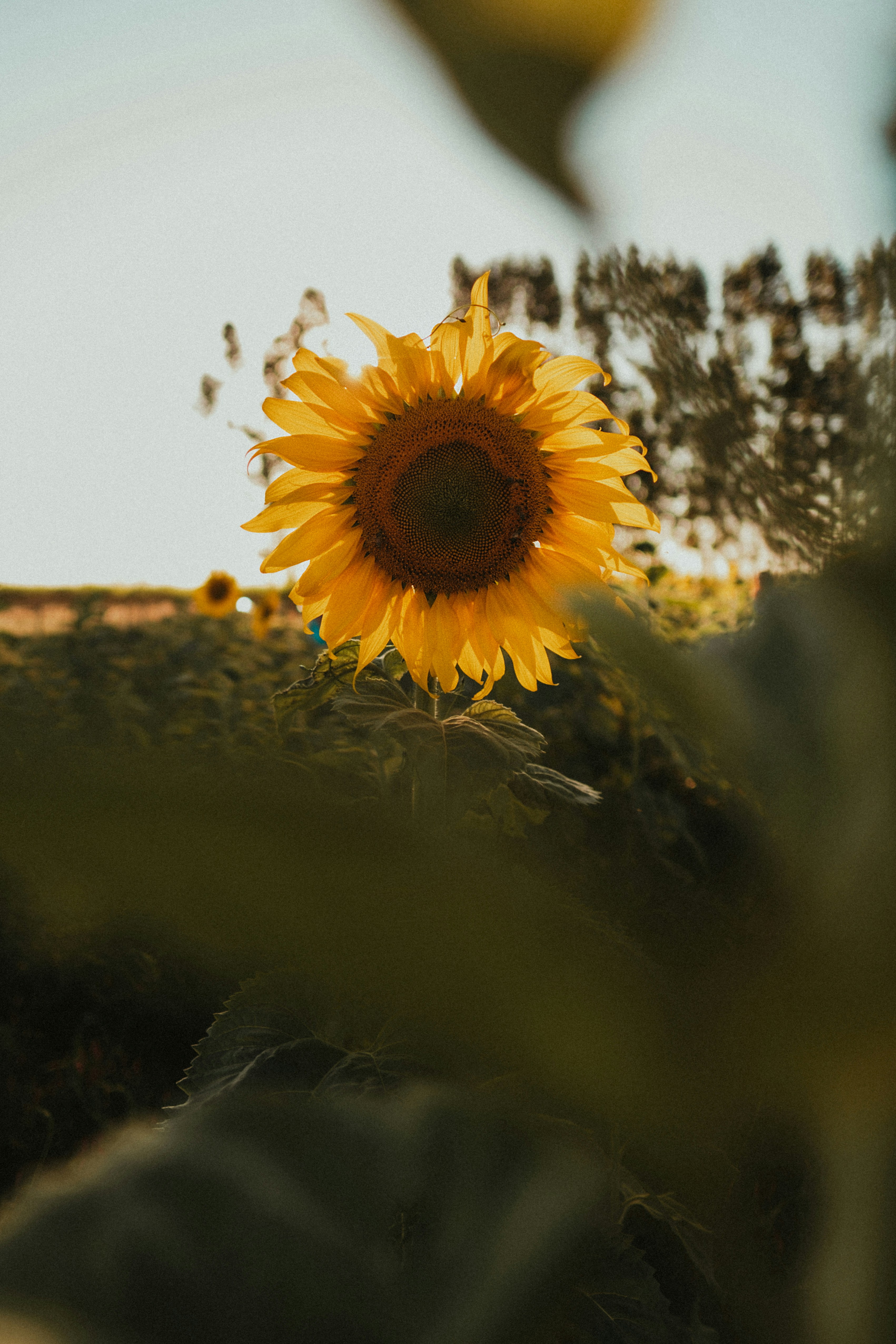 Sunflower Field at Sunset