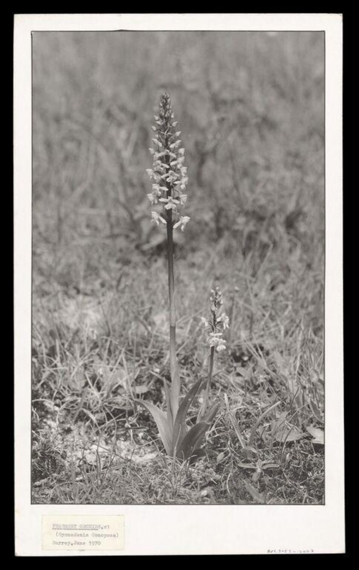 Vintage Photo of Two Fragrant Orchids