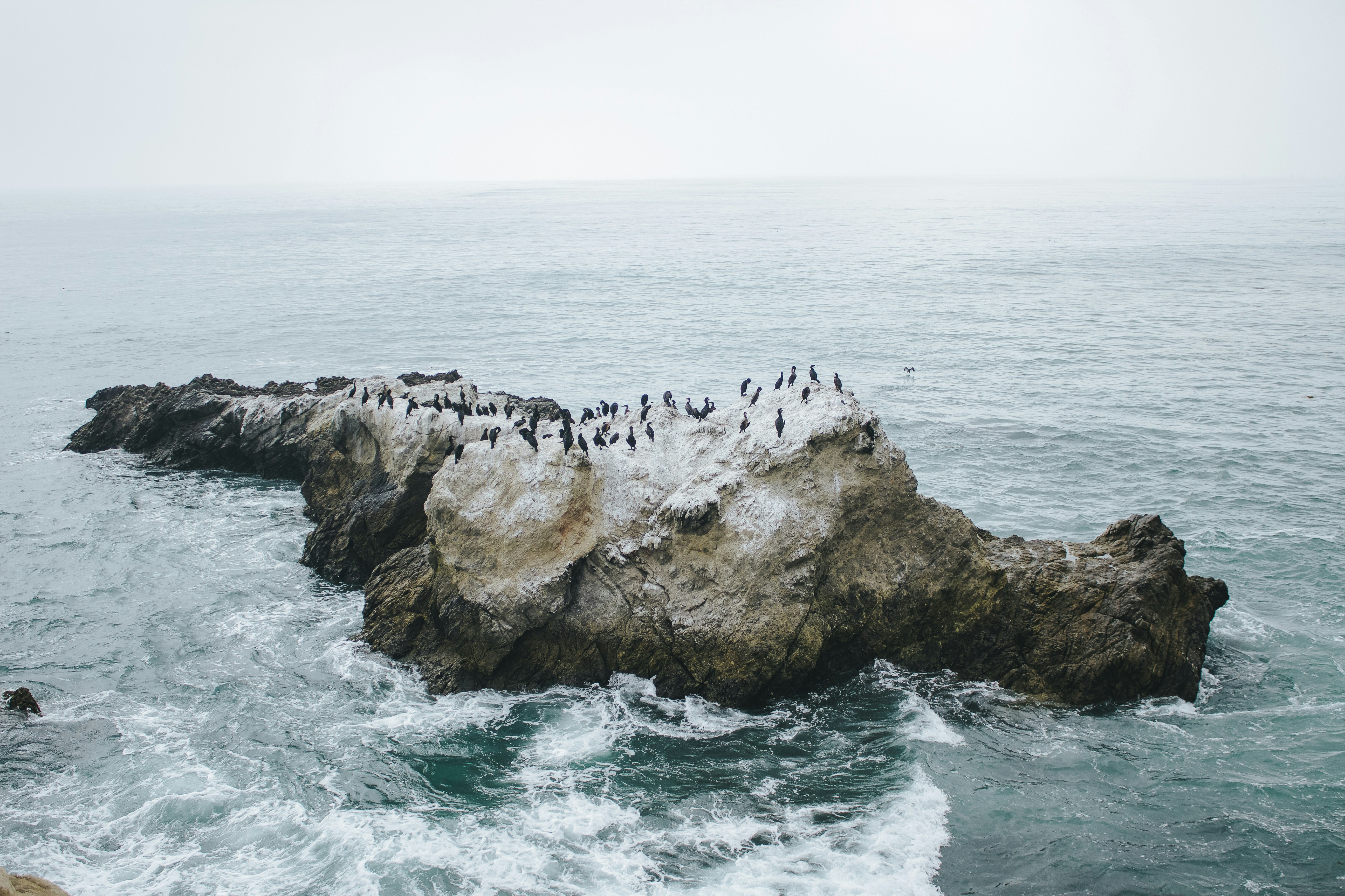 Seabirds Gathering on Offshore Rock