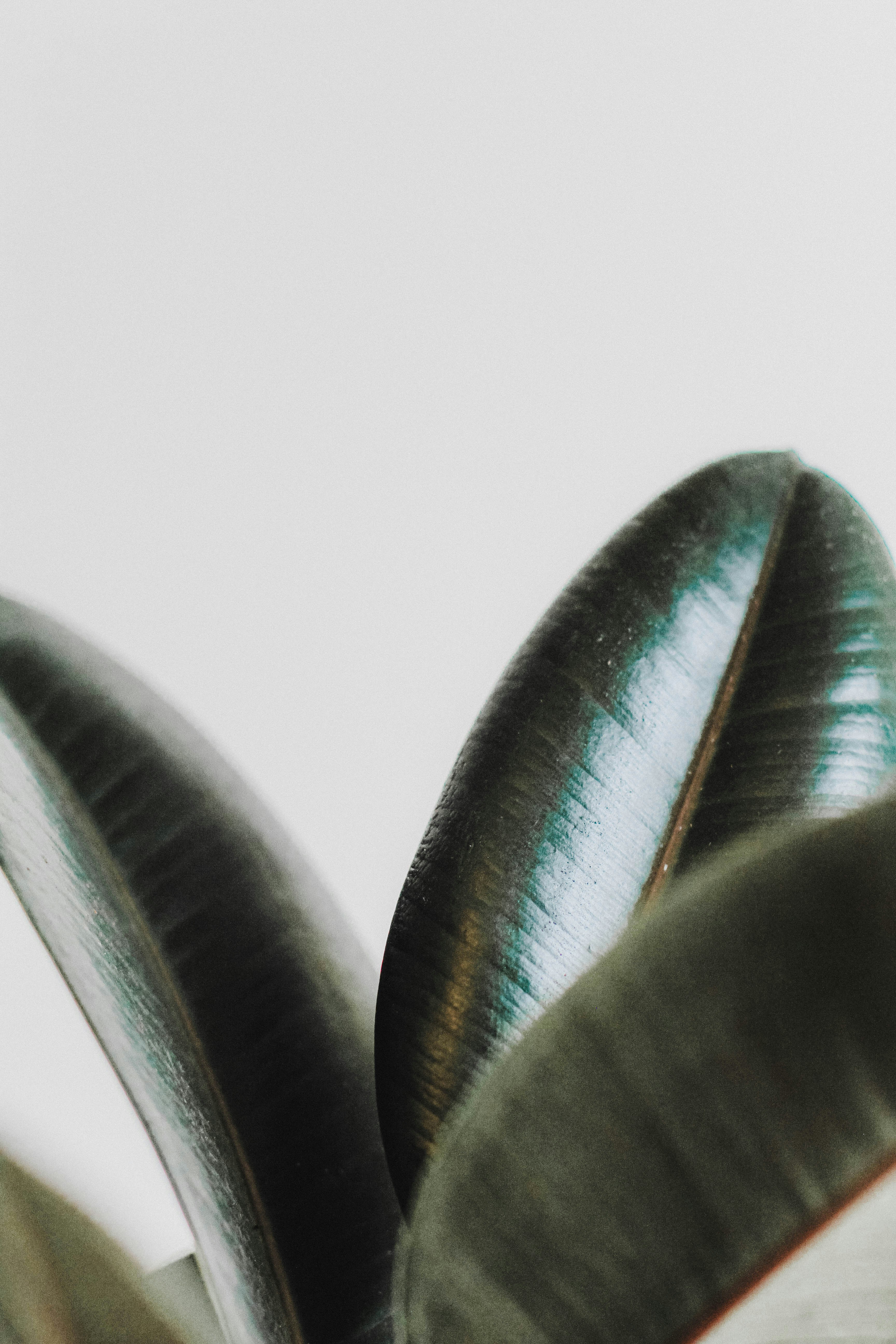 Close-up of Rubber Plant Leaves
