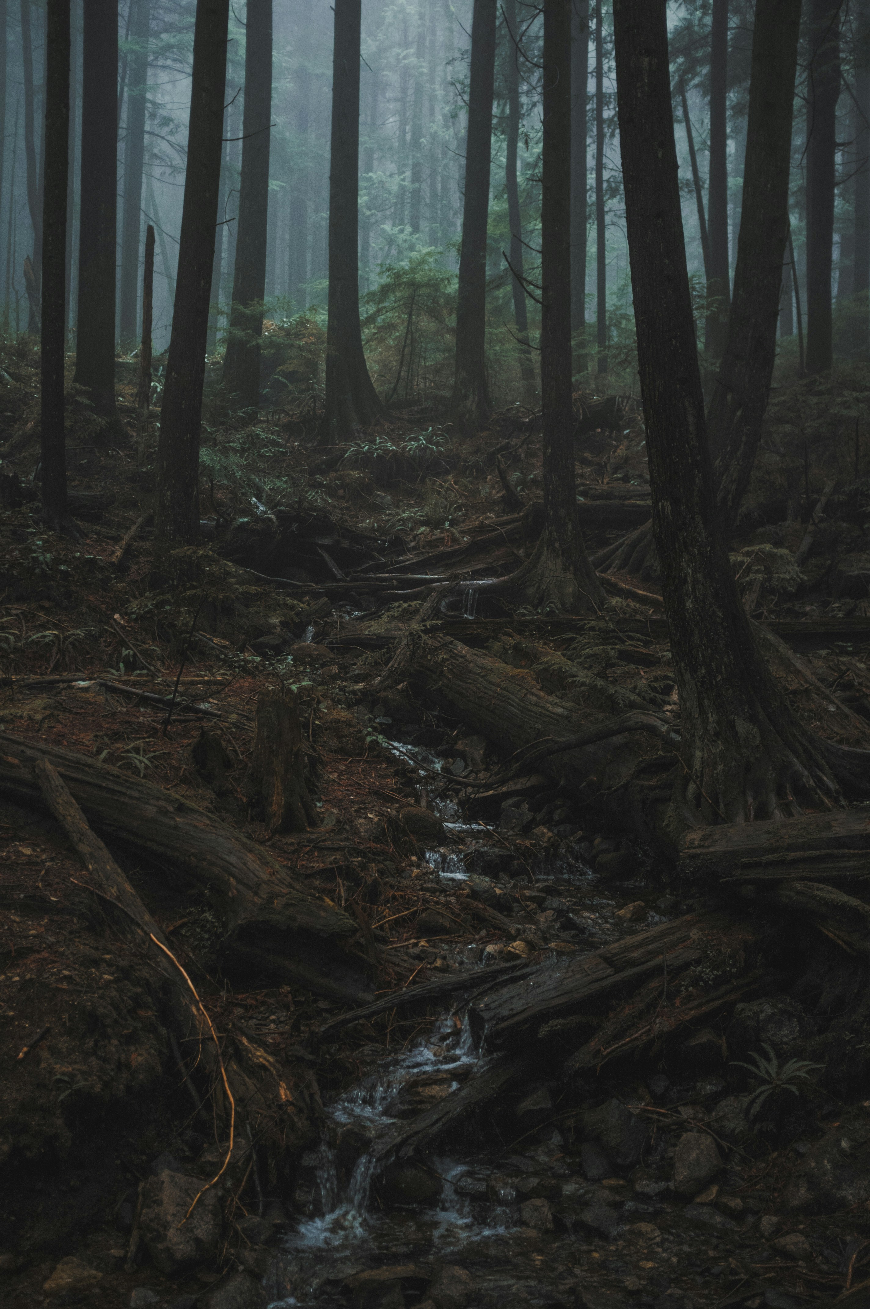 Foggy Forest Stream