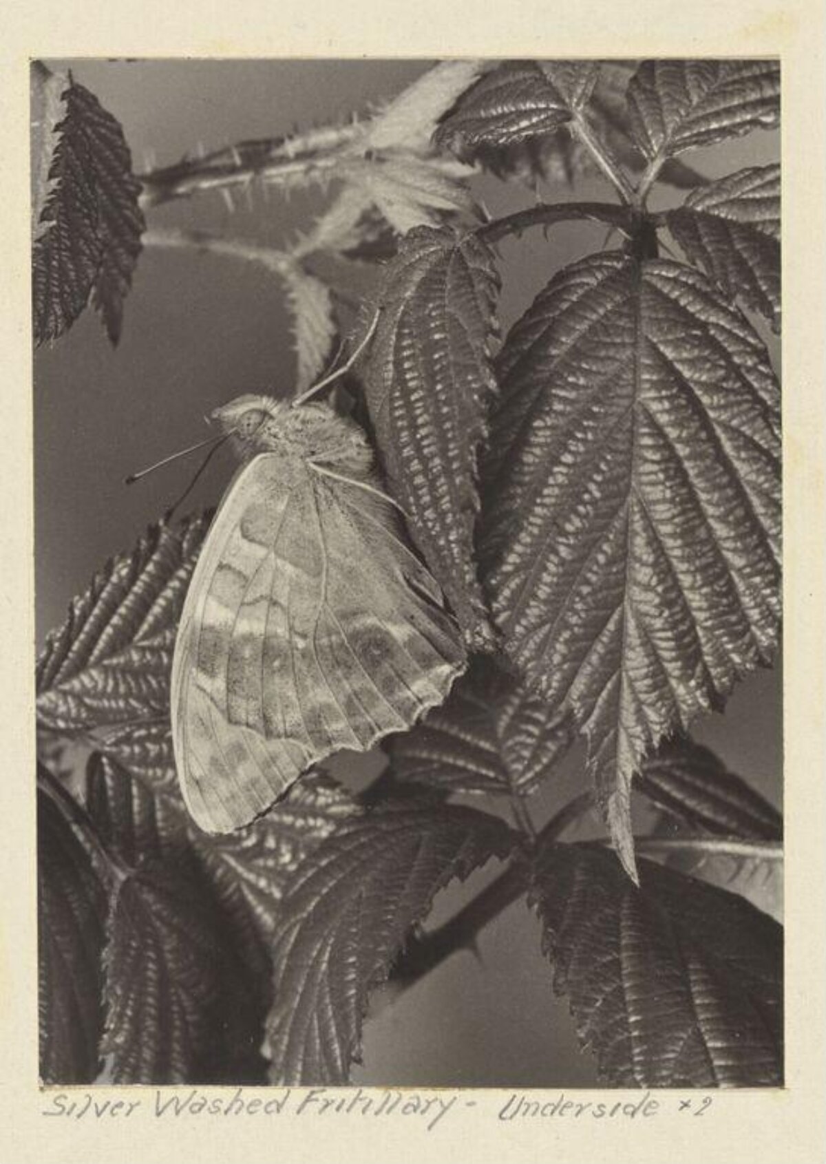 Silver Washed Fritillary Underside