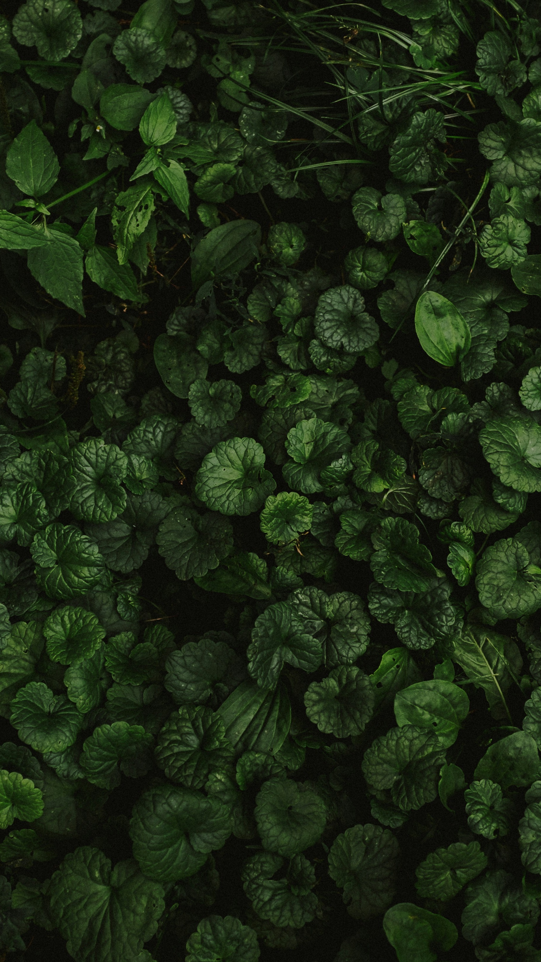 Wallpapers