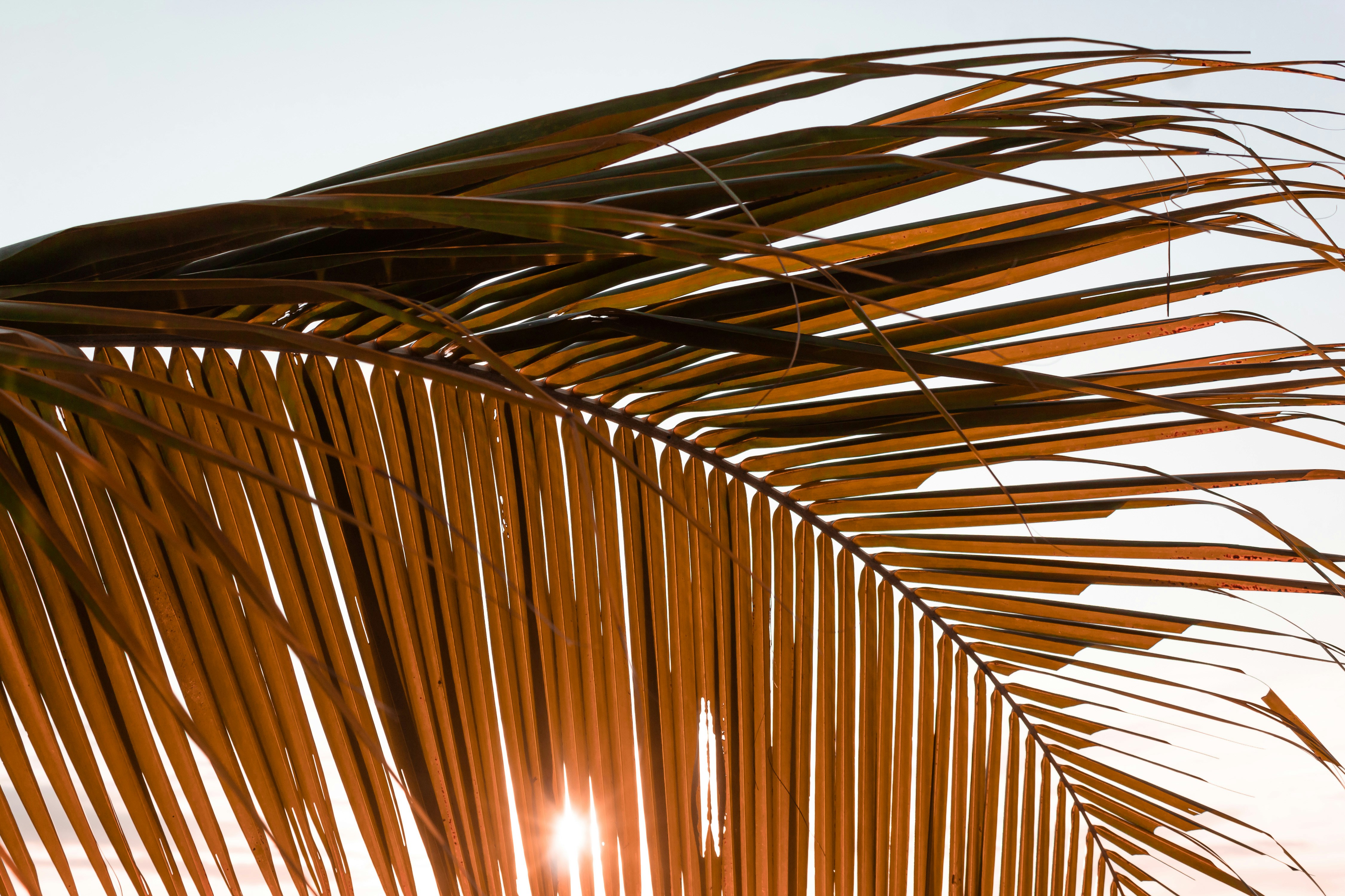 Backlit Coconut Palm Leaf