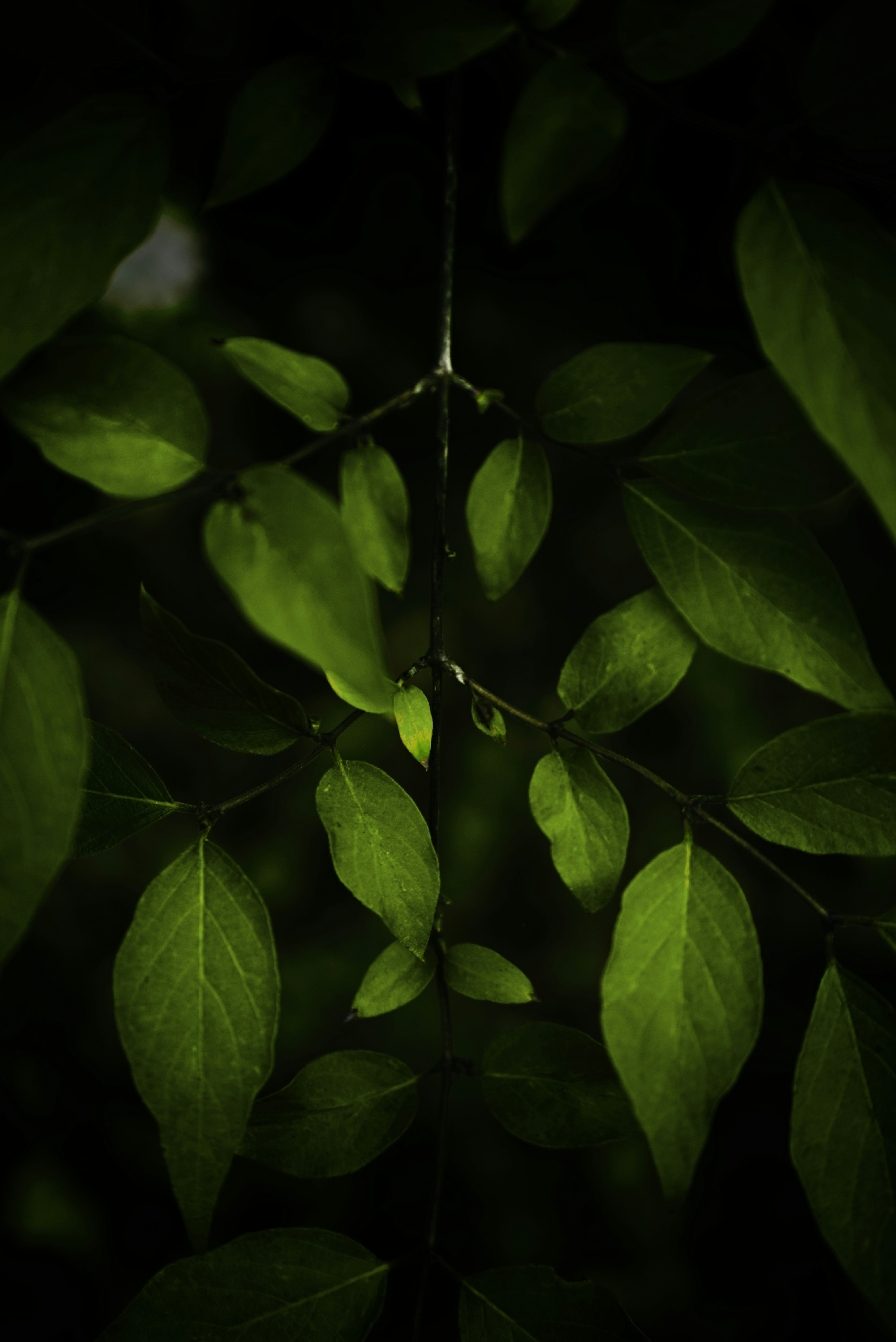 Backlit Green Leaves on Branch
