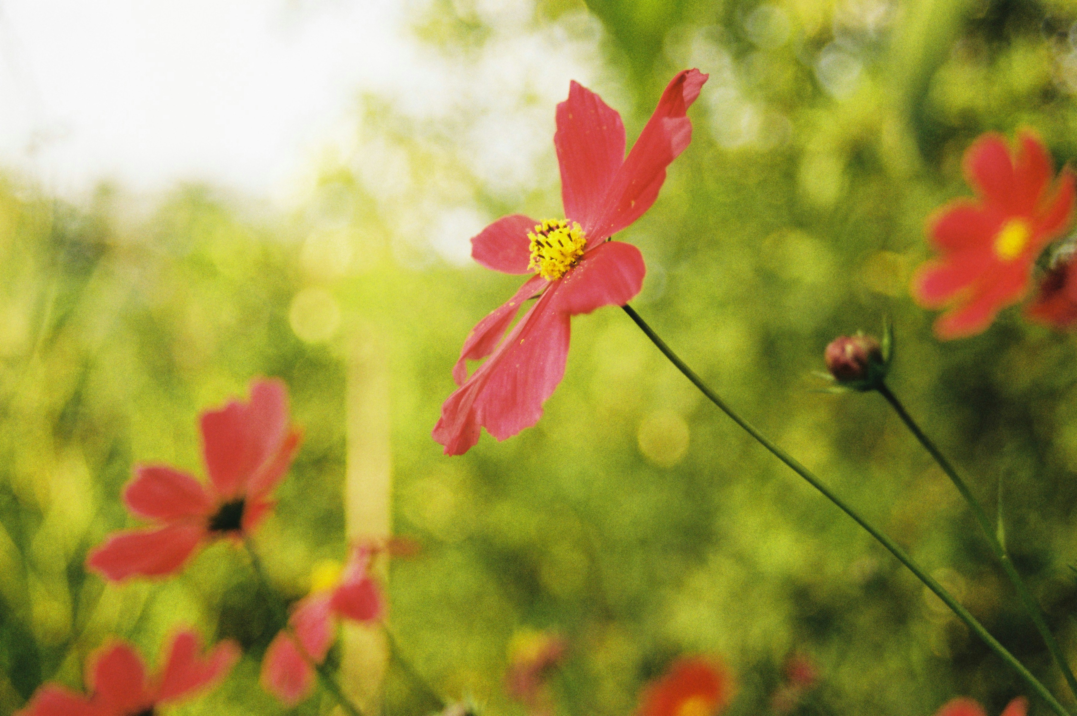 Red Cosmos Flowers Outdoors