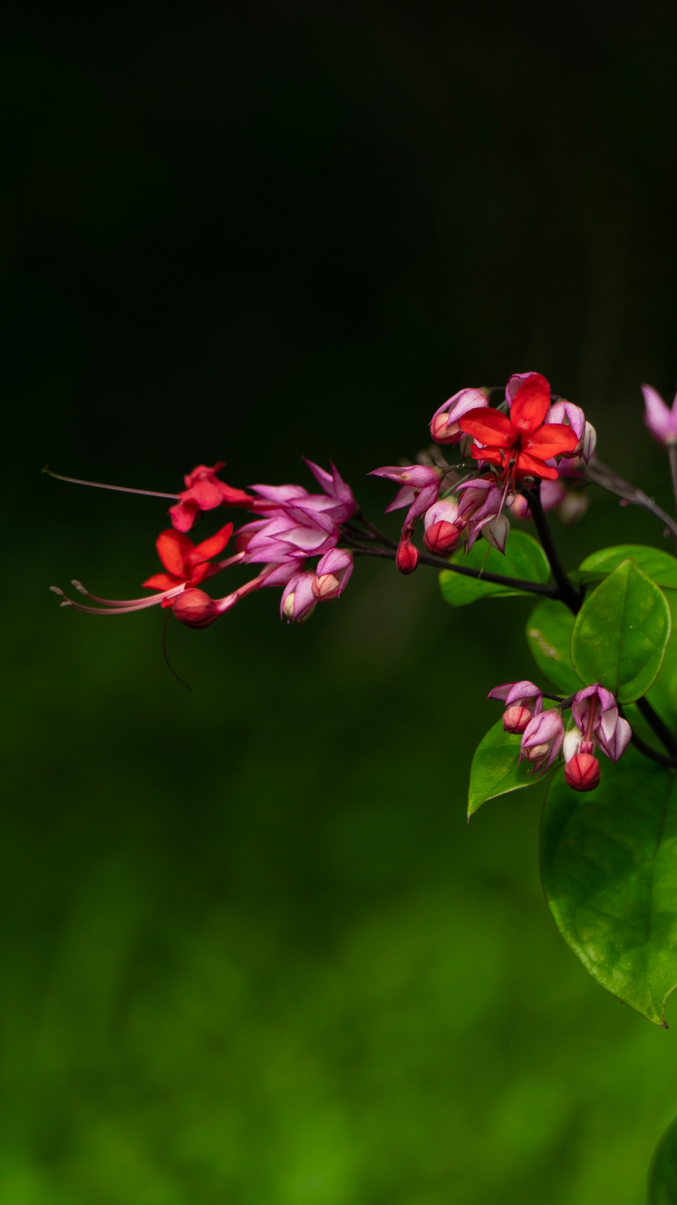 Blooming Bleeding Heart Vine
