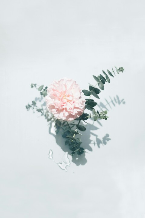Pink Carnation With Eucalyptus
