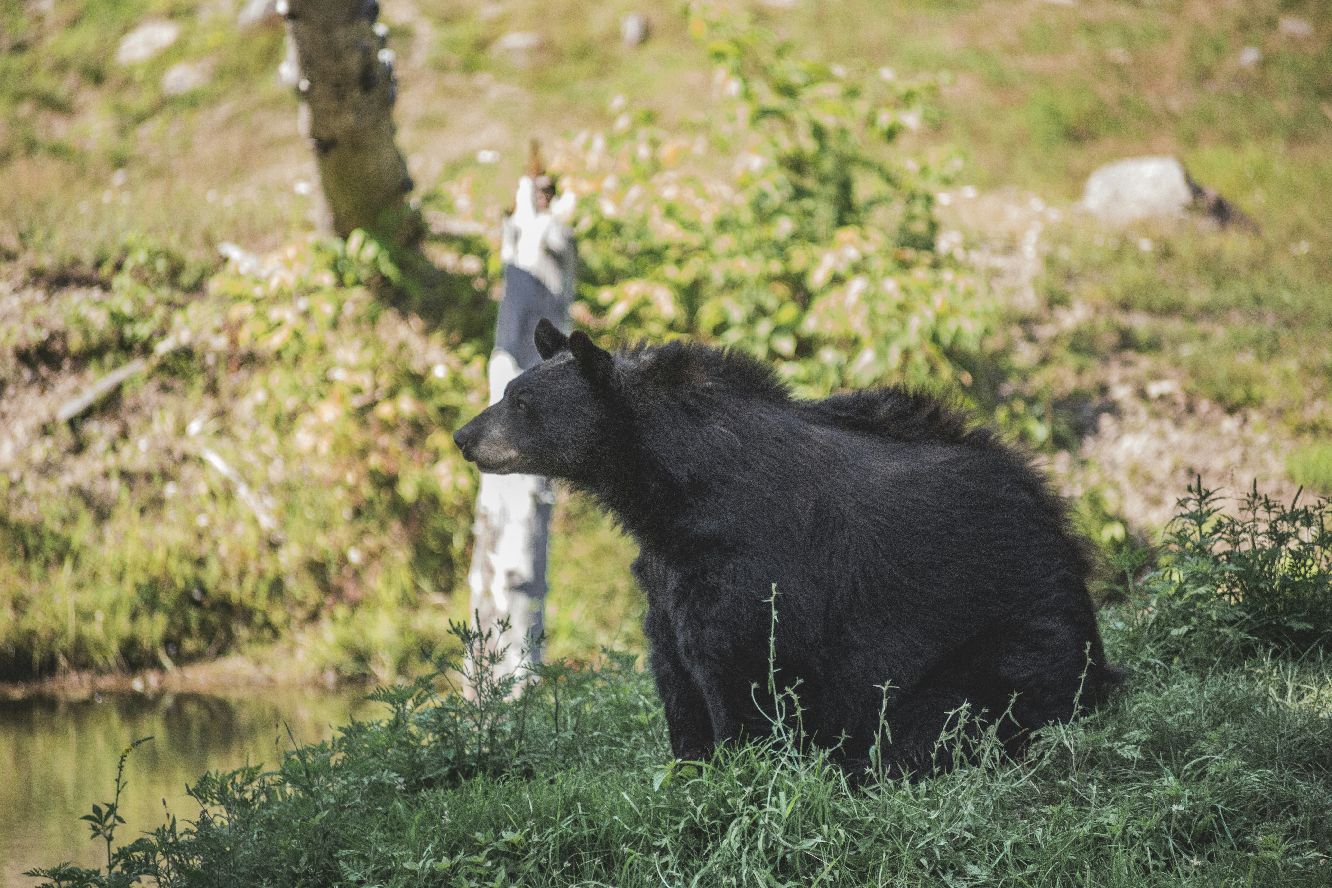 Black Bear By Water's Edge