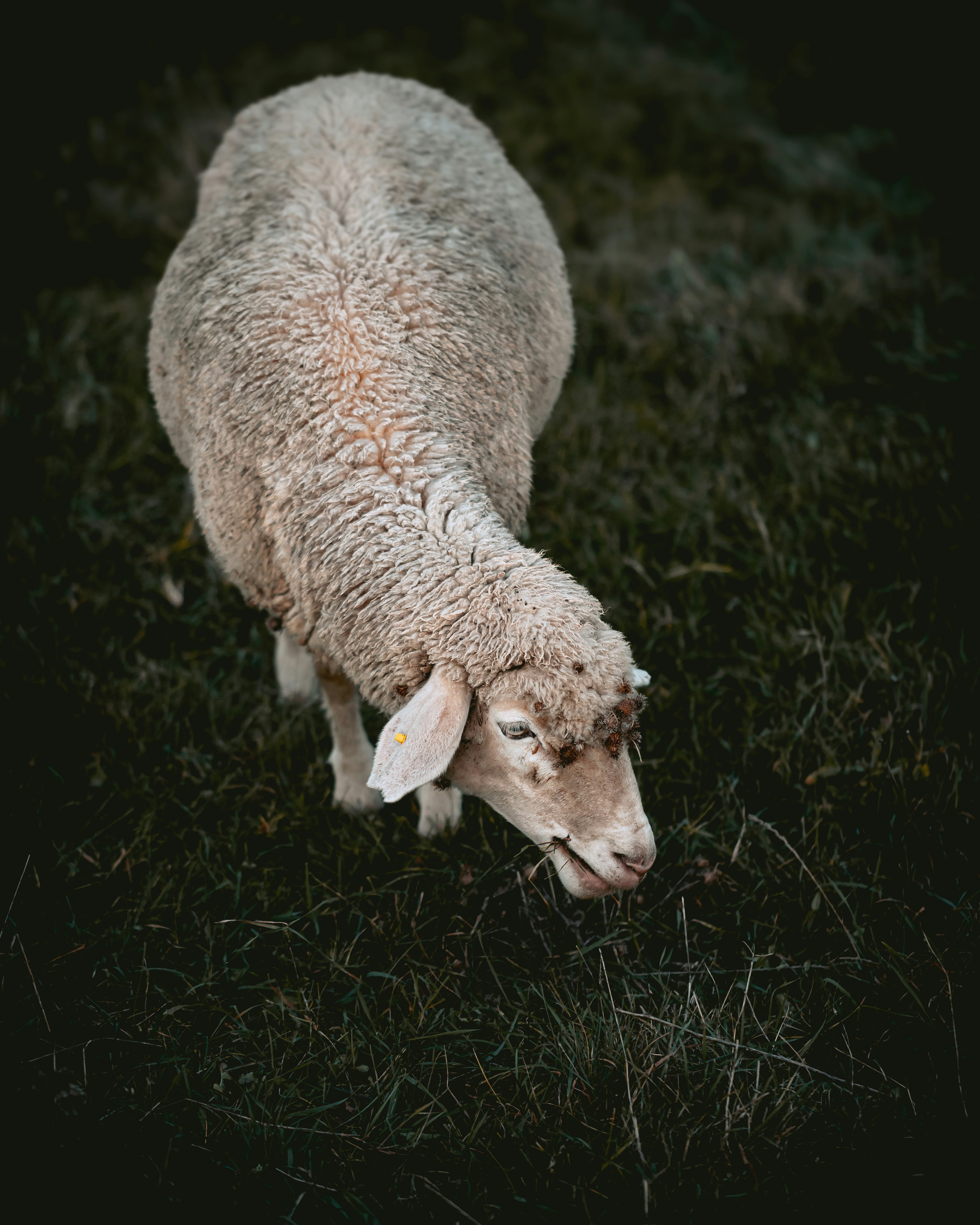 Sheep Grazing on Pasture