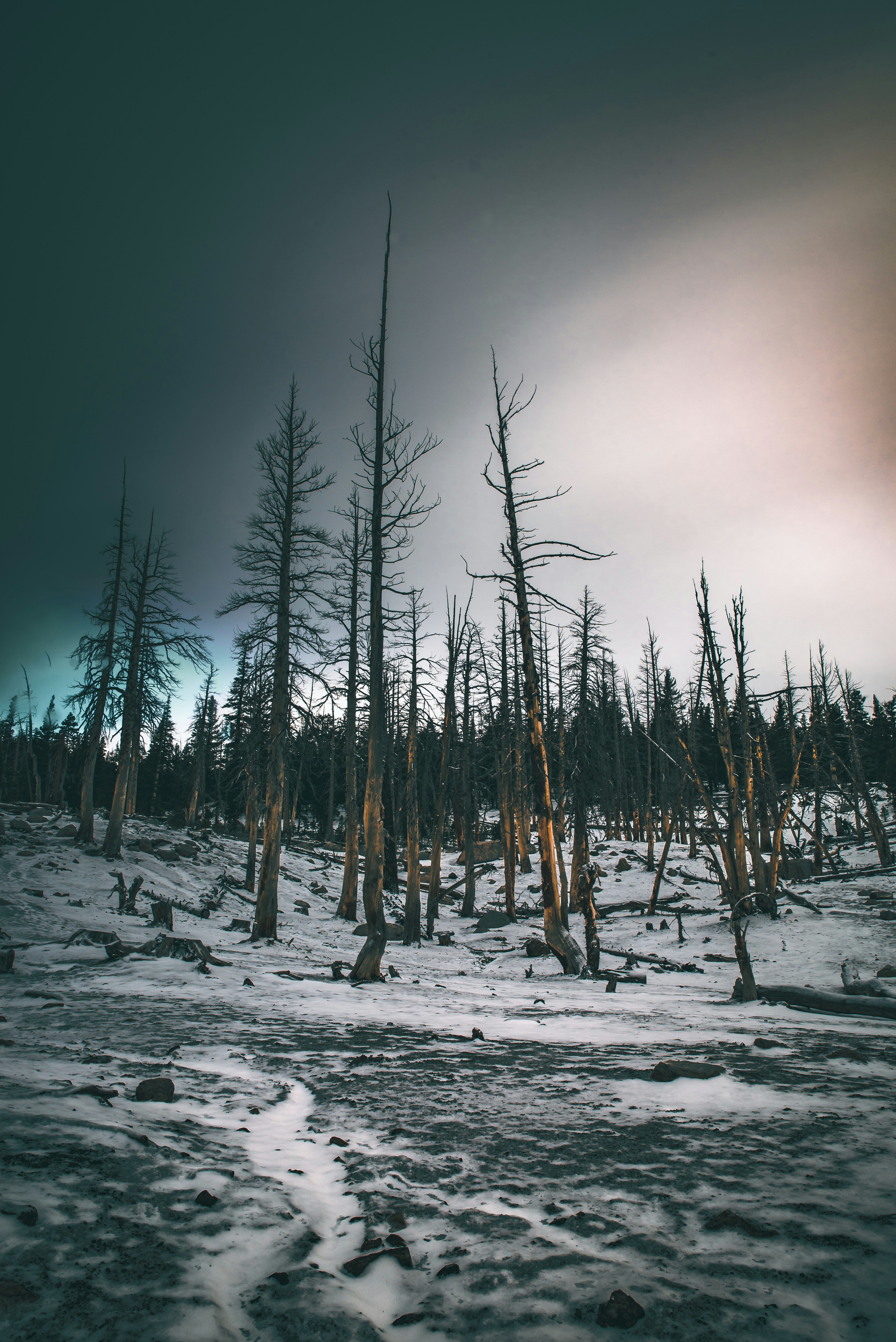 Burnt Dead Trees on Snowy Slope