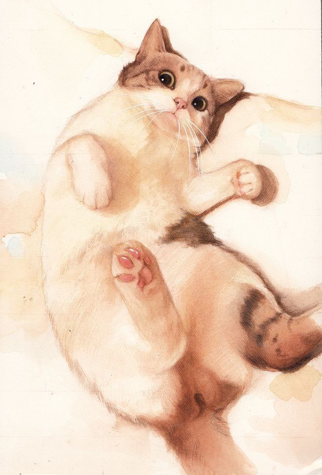 Chubby Cat Lying On Its Back
