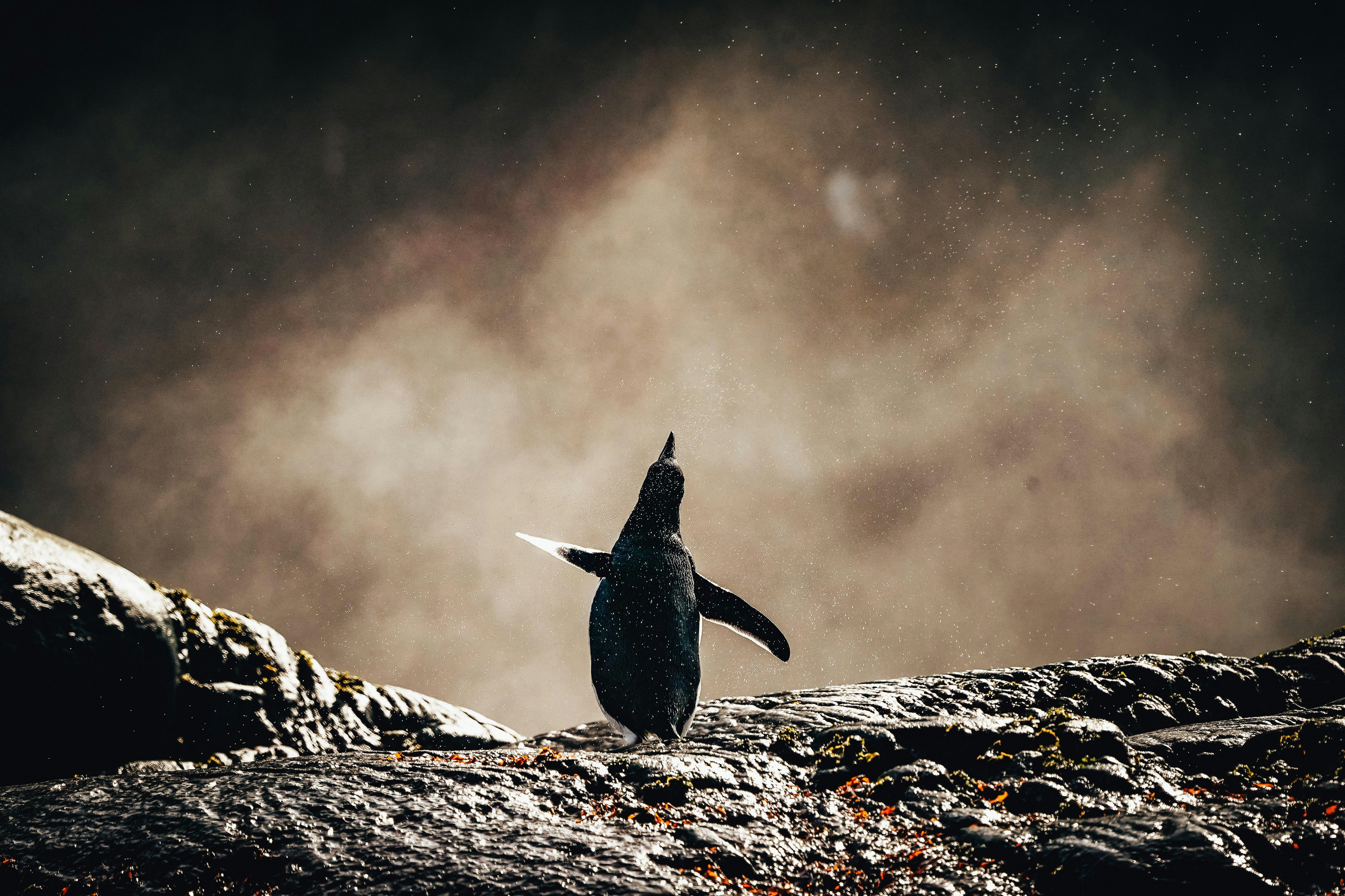 Penguin on Wet Rocky Shore