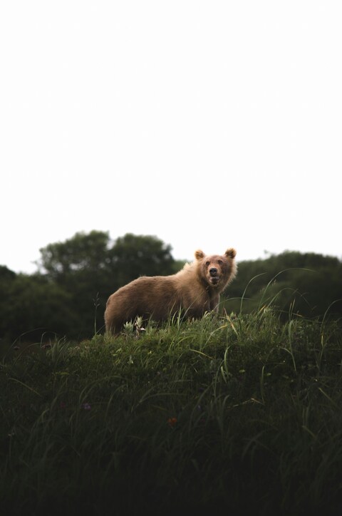 Brown Bear on Grassy Hill