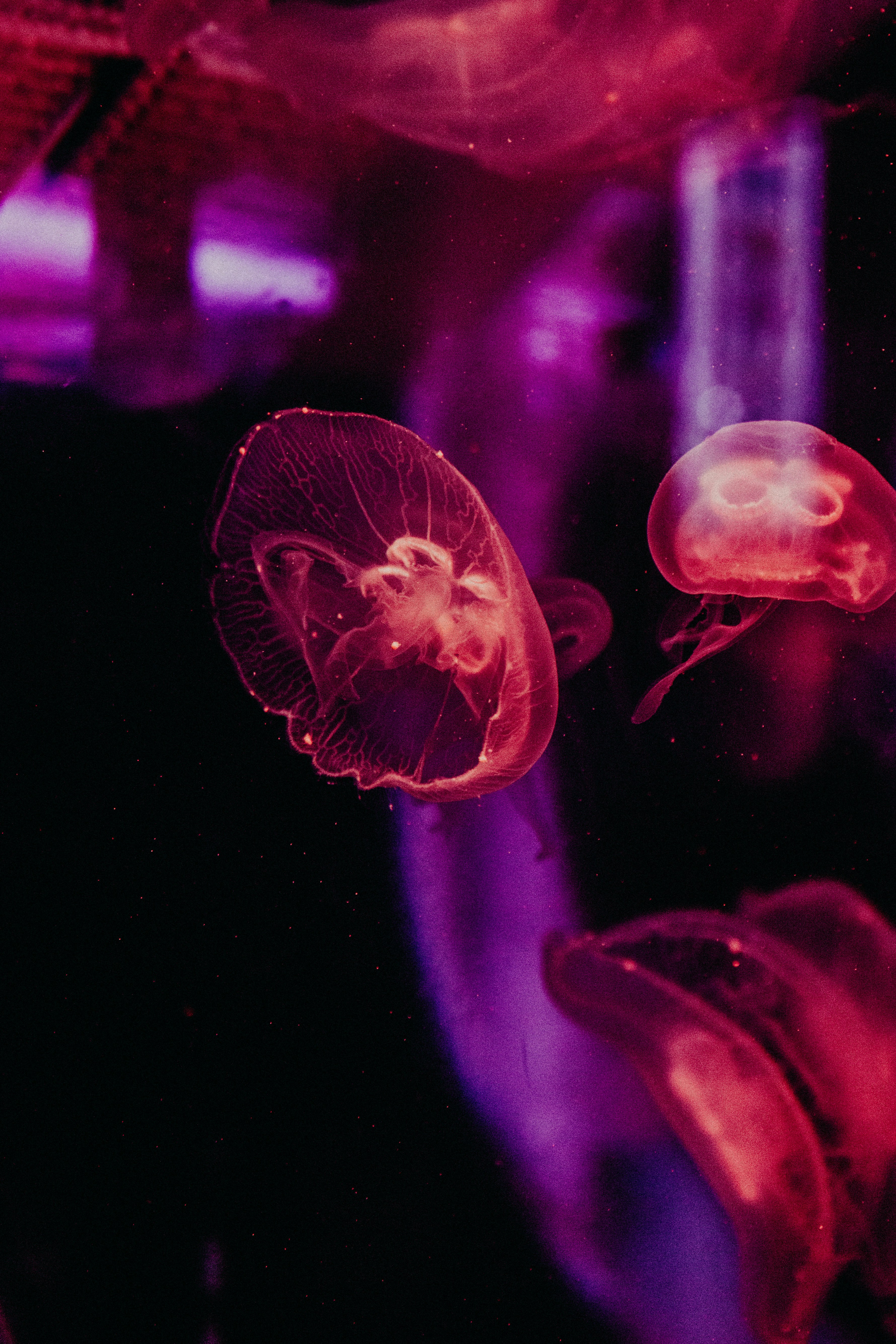 Glowing Red Jellyfish Underwater