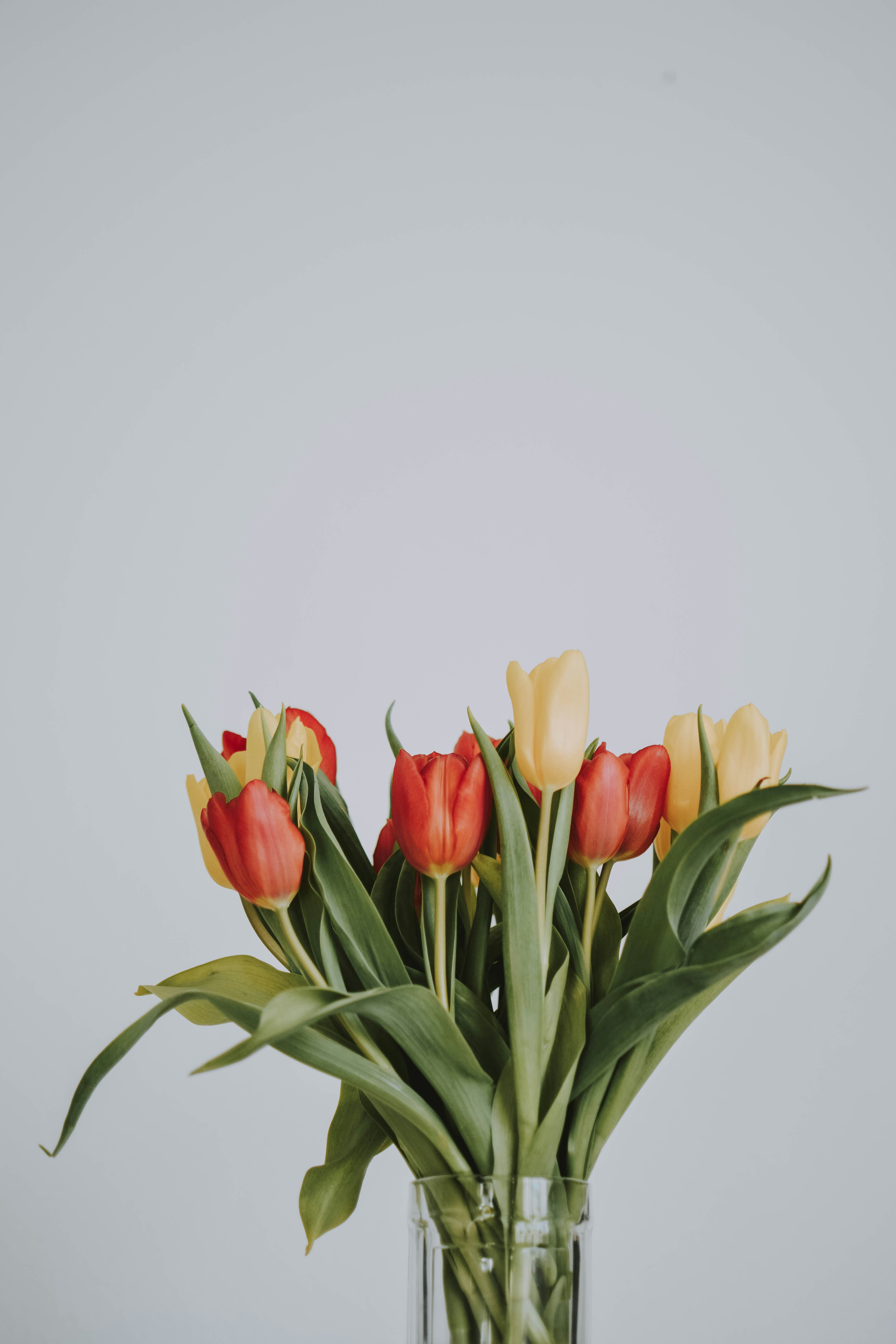Tulip Bouquet in Glass Vase