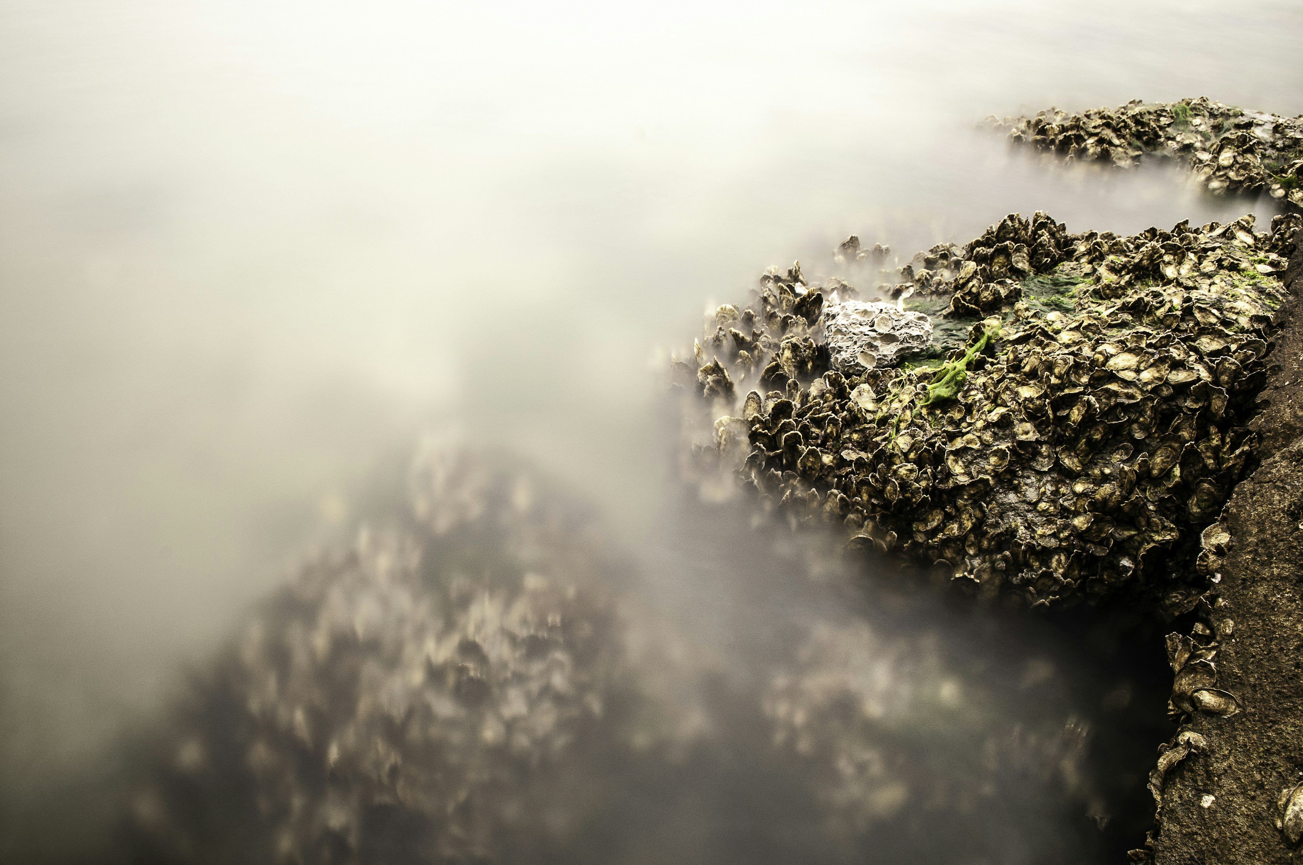 Oyster Encrusted Rocks in Misty Water