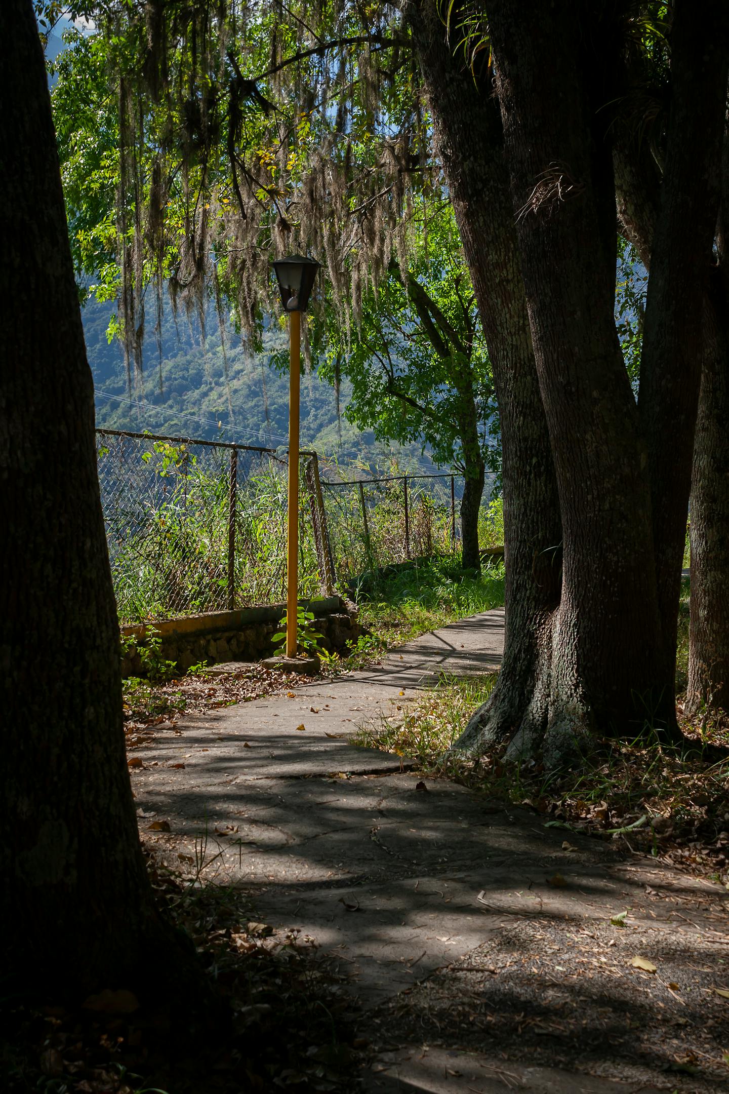 Shaded Tree-Lined Mountain Pathway
