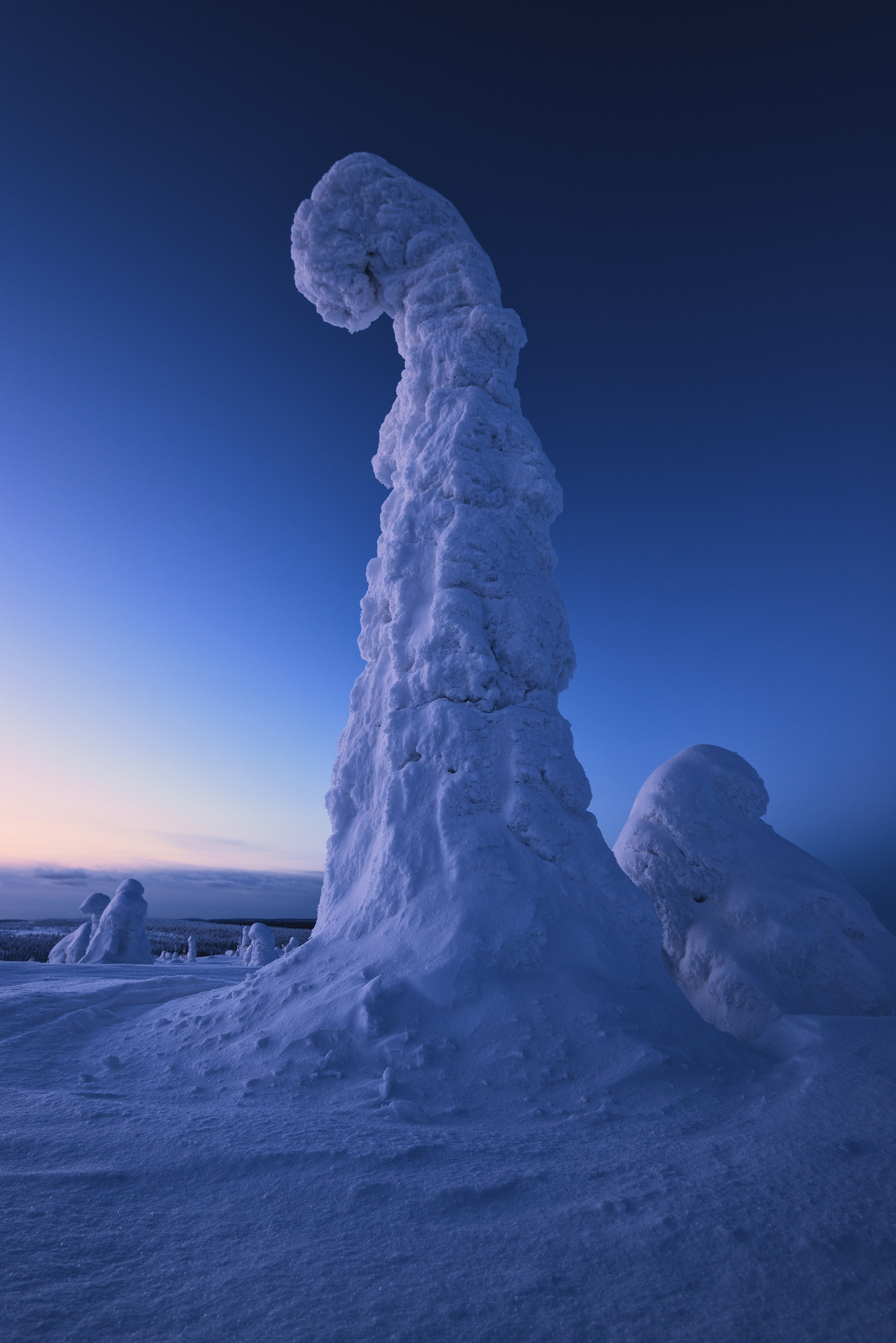 Tall Snow-Covered Tree at Dusk