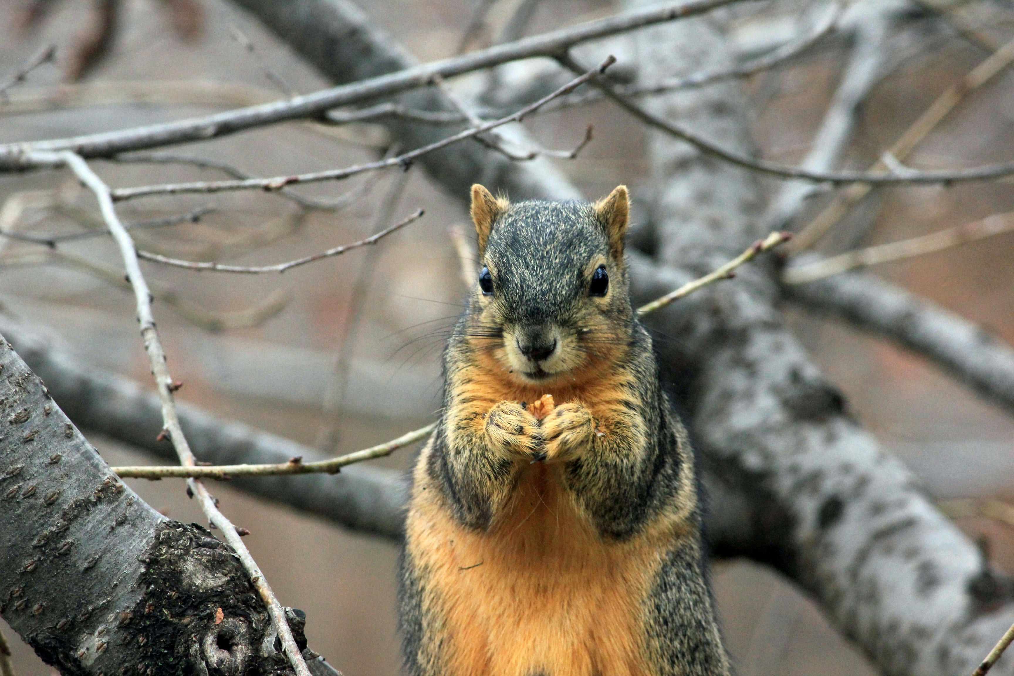 Squirrel eating on tree branches