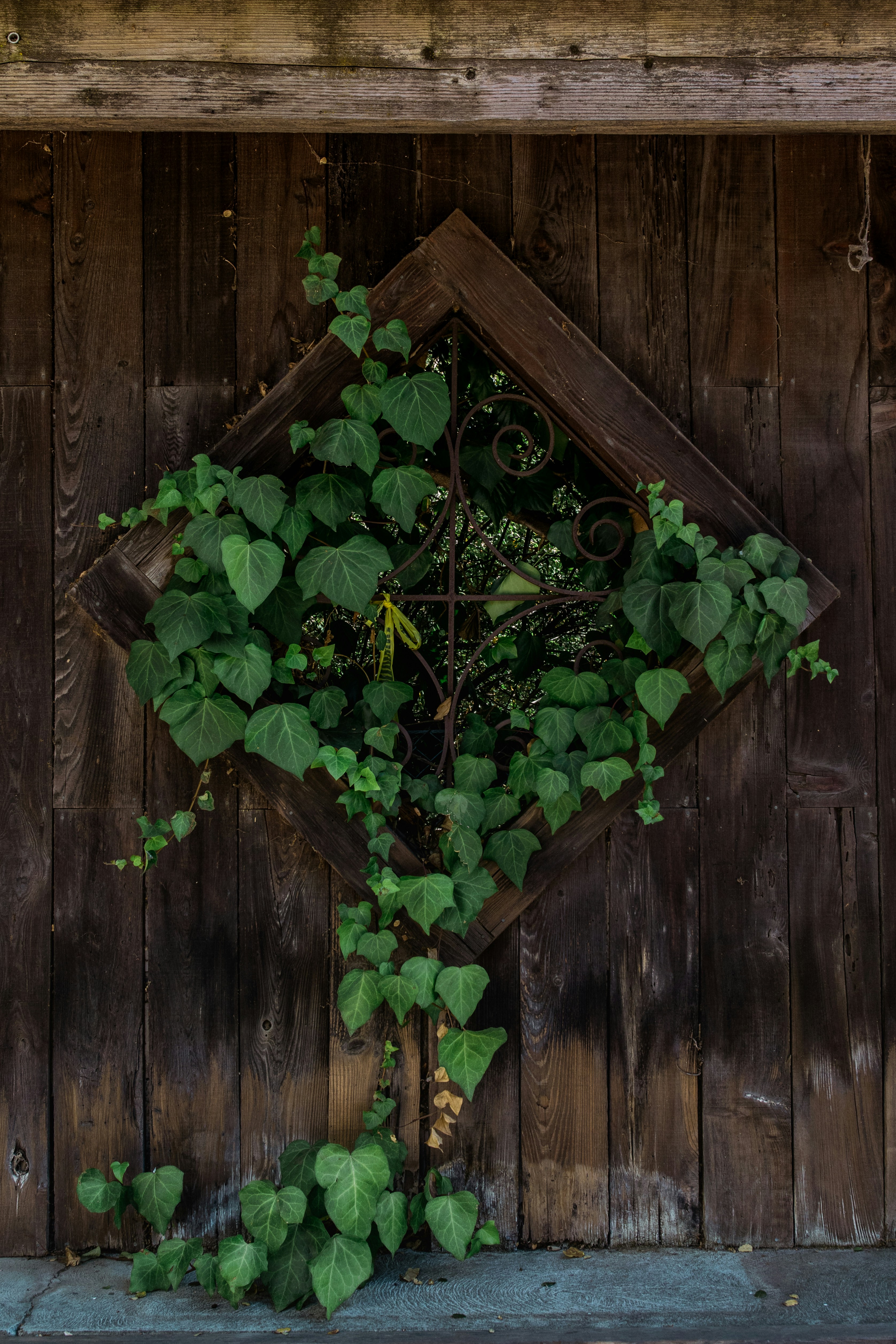Ivy on Rustic Diamond Window Frame