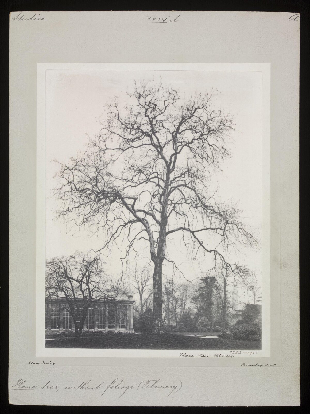 Leafless Plane Tree in Kew Garden