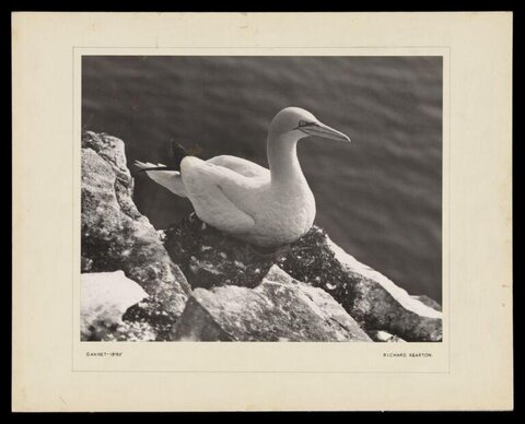 Gannet Resting on Coastal Rock