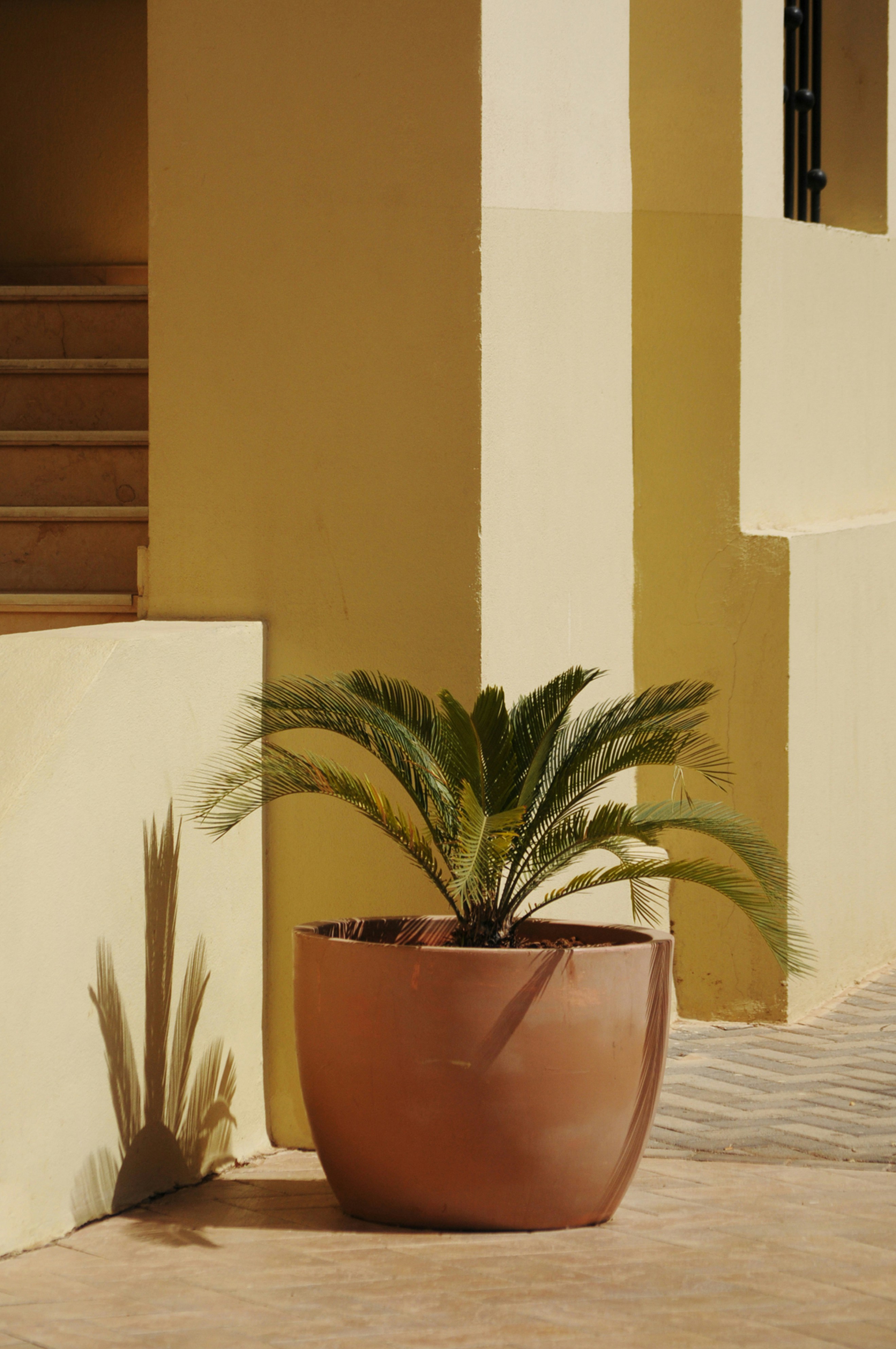 Potted Cycad by Yellow Building