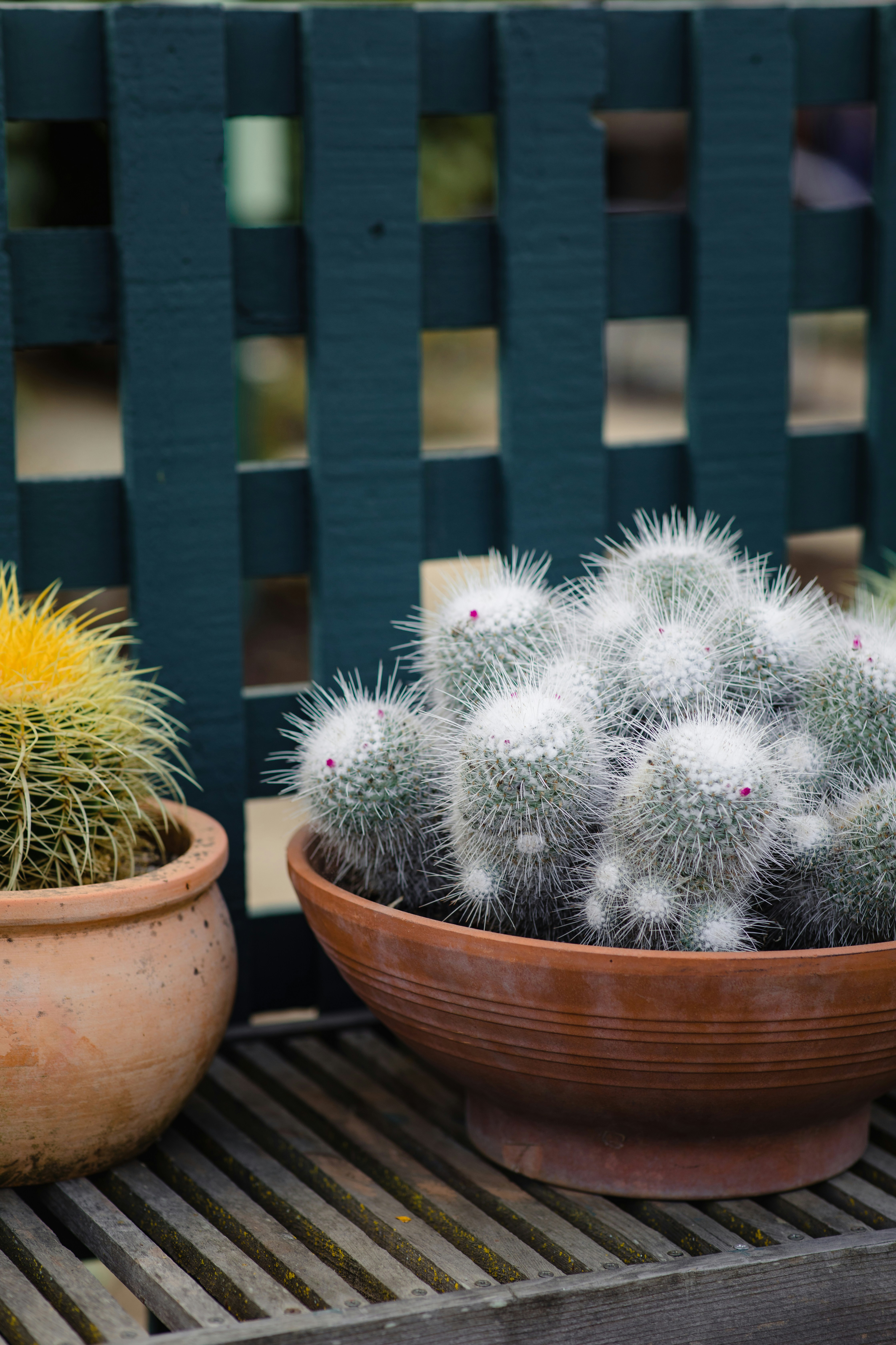 Two Potted Cacti by Wooden Fence
