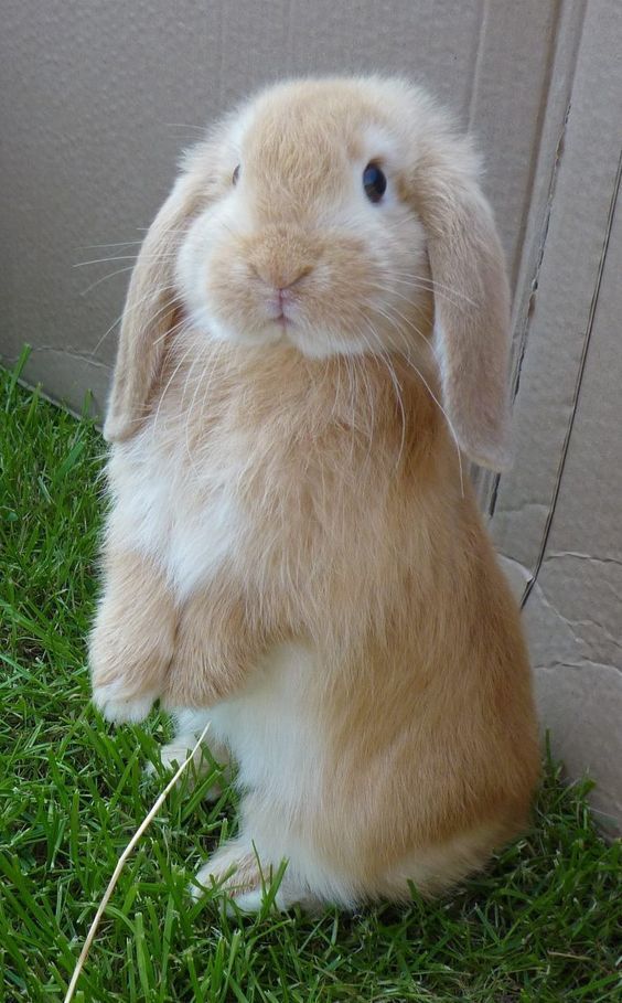Lop-eared Rabbit Standing On Grass