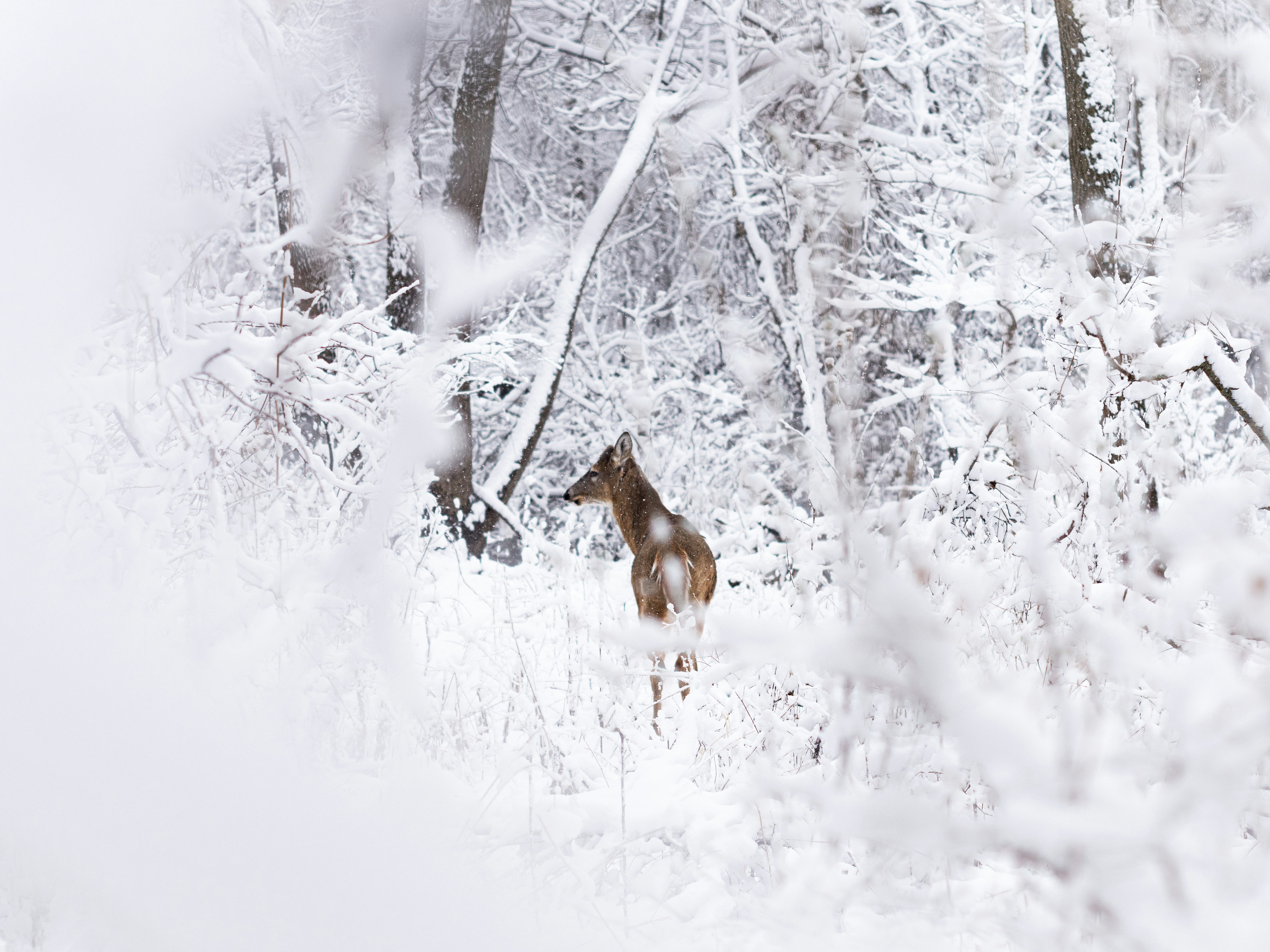 Deer Standing in Snowy Forest