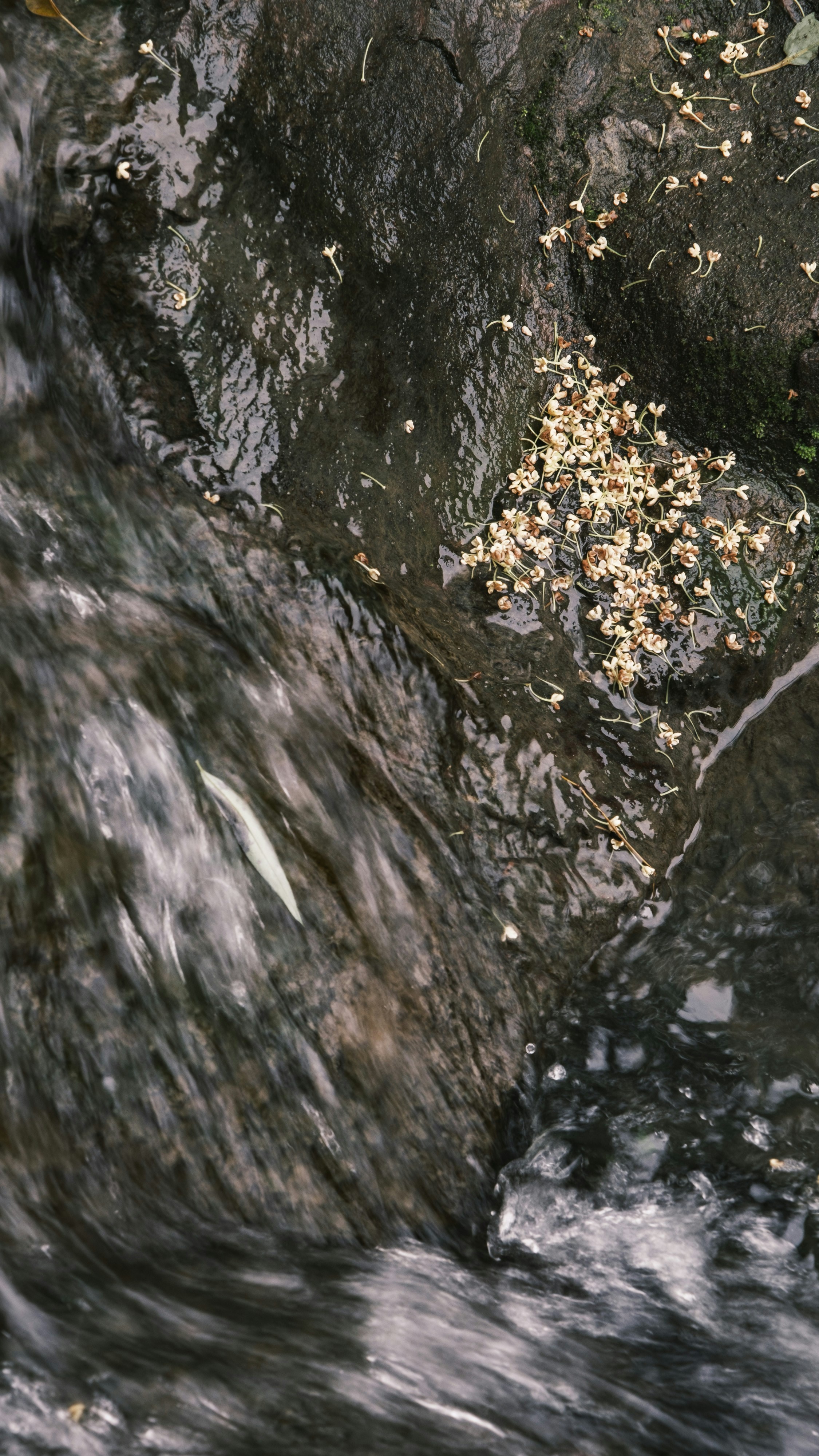 Fallen Flowers on Wet Rock by Stream