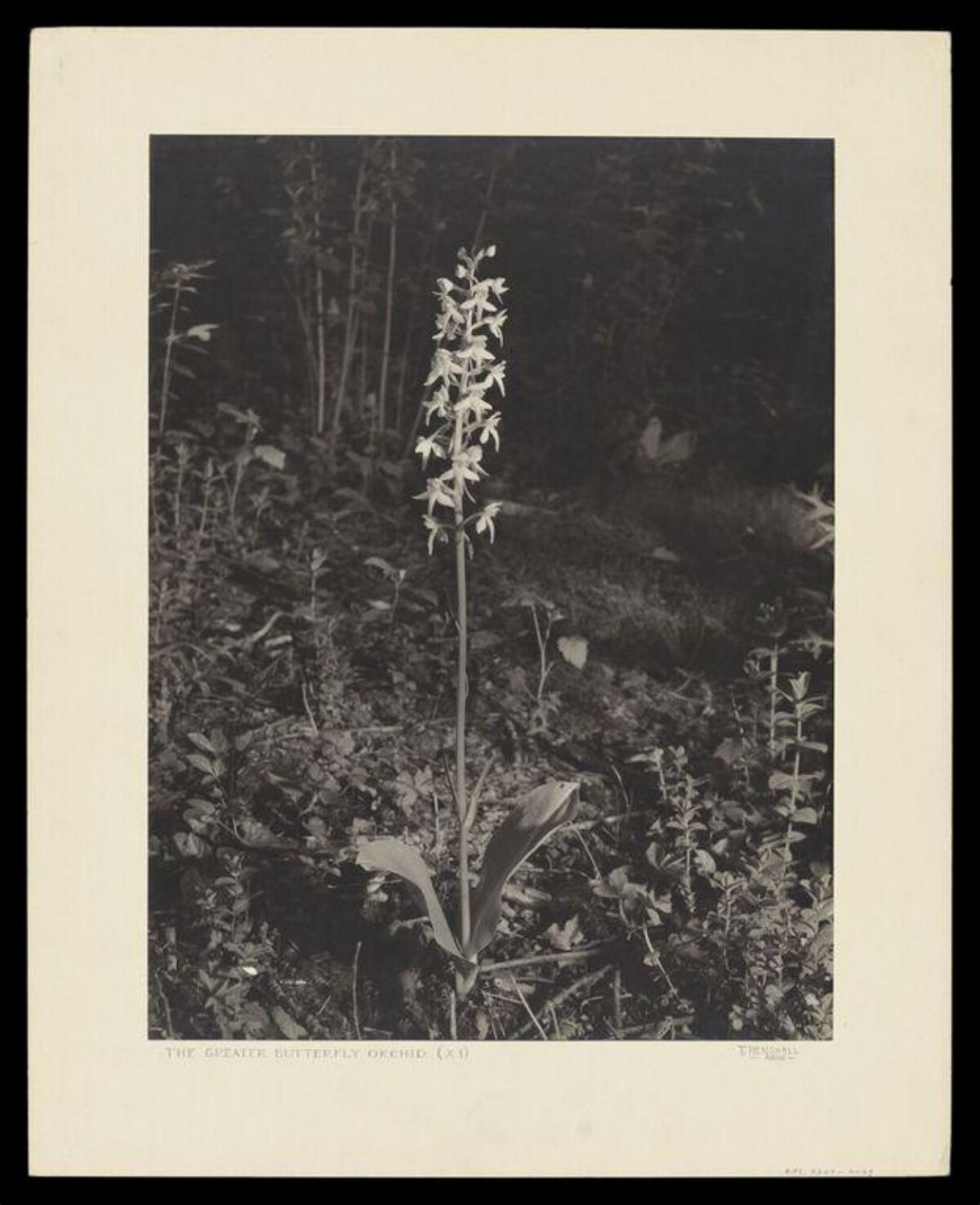Greater Butterfly Orchid Botanical Photo