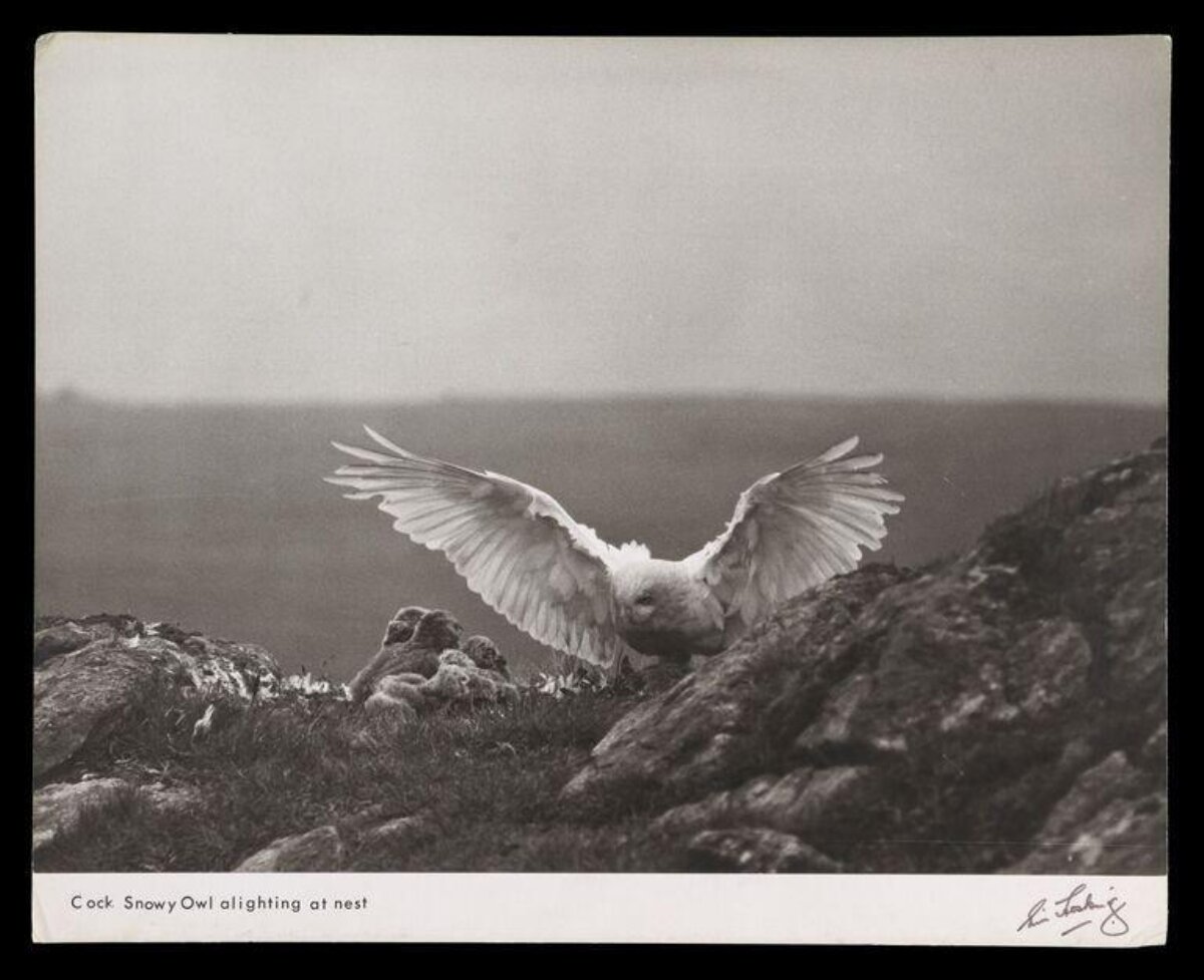 Male Snowy Owl Landing at Nest — Animal Encyclopedia