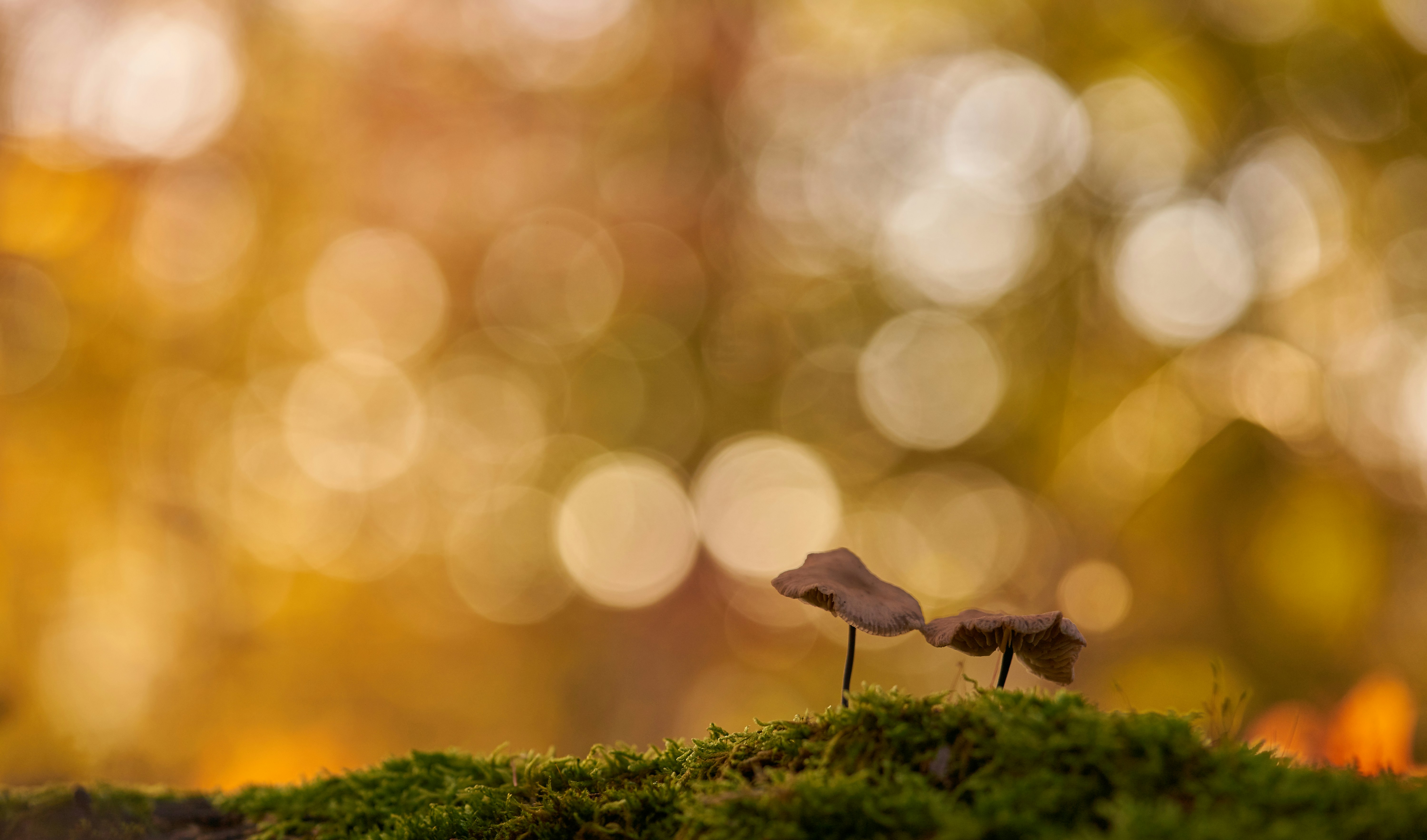 Two Small Mushrooms on Moss