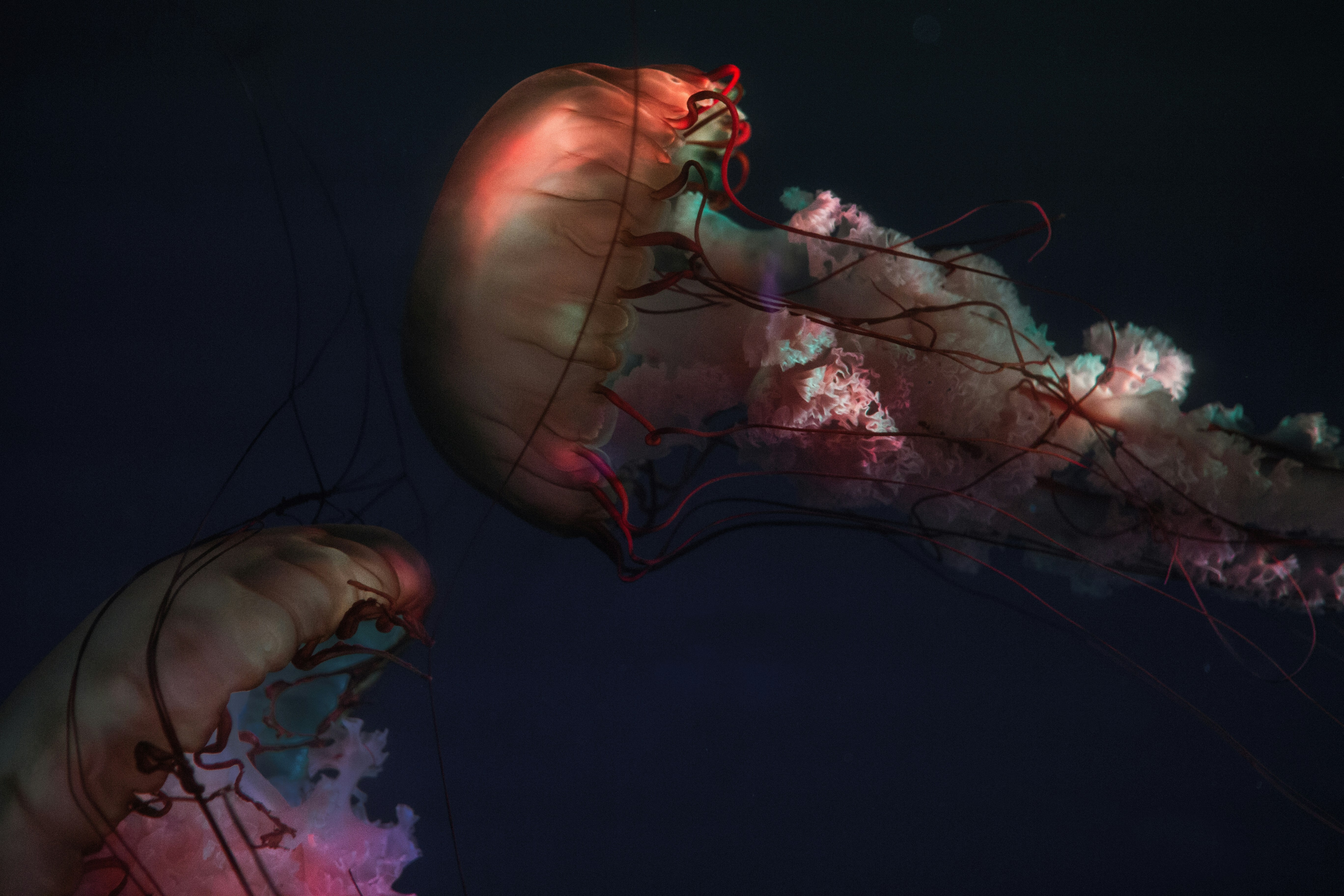 Two Glowing Red Jellyfish Underwater