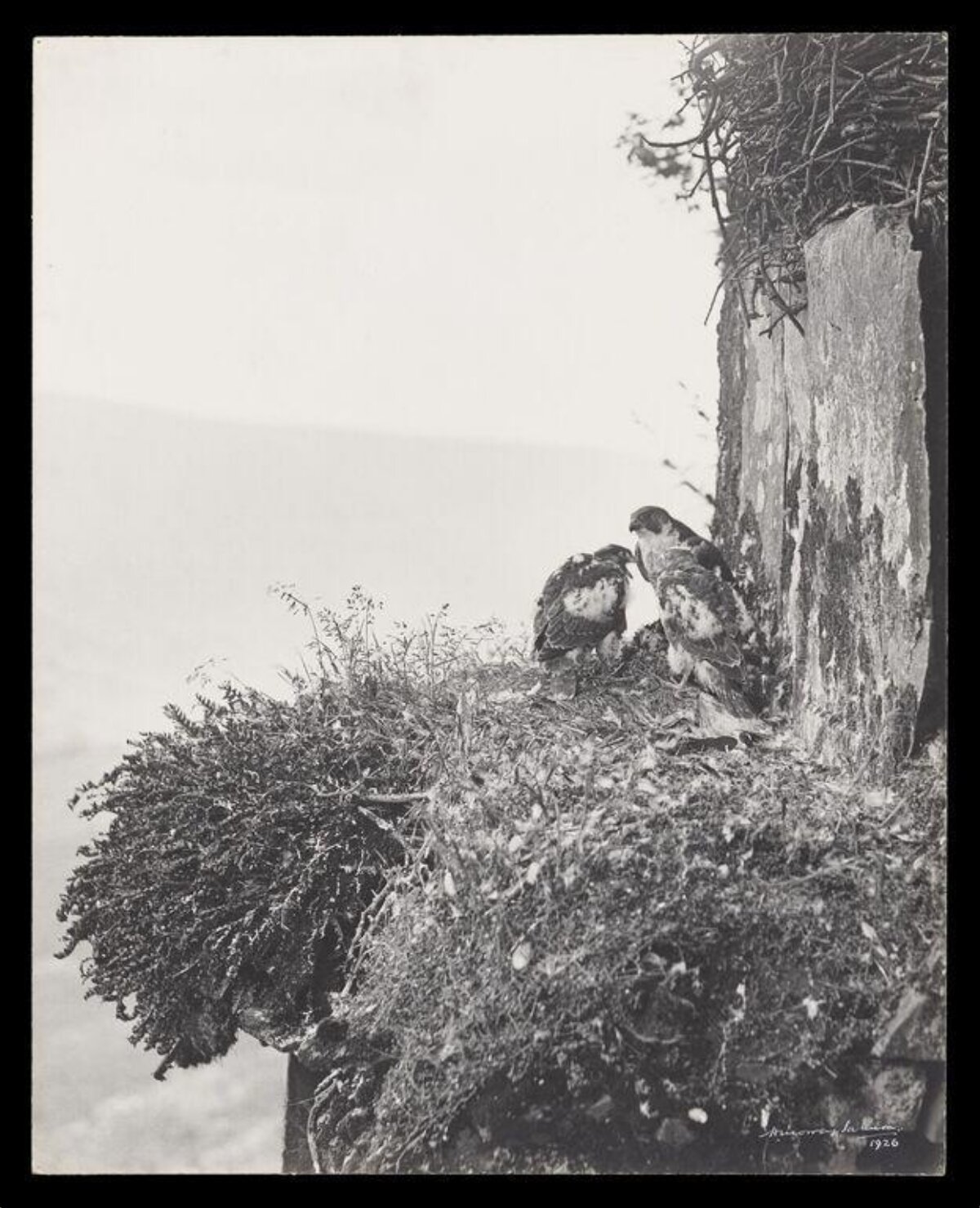Three Young Hawks at Cliff Nest