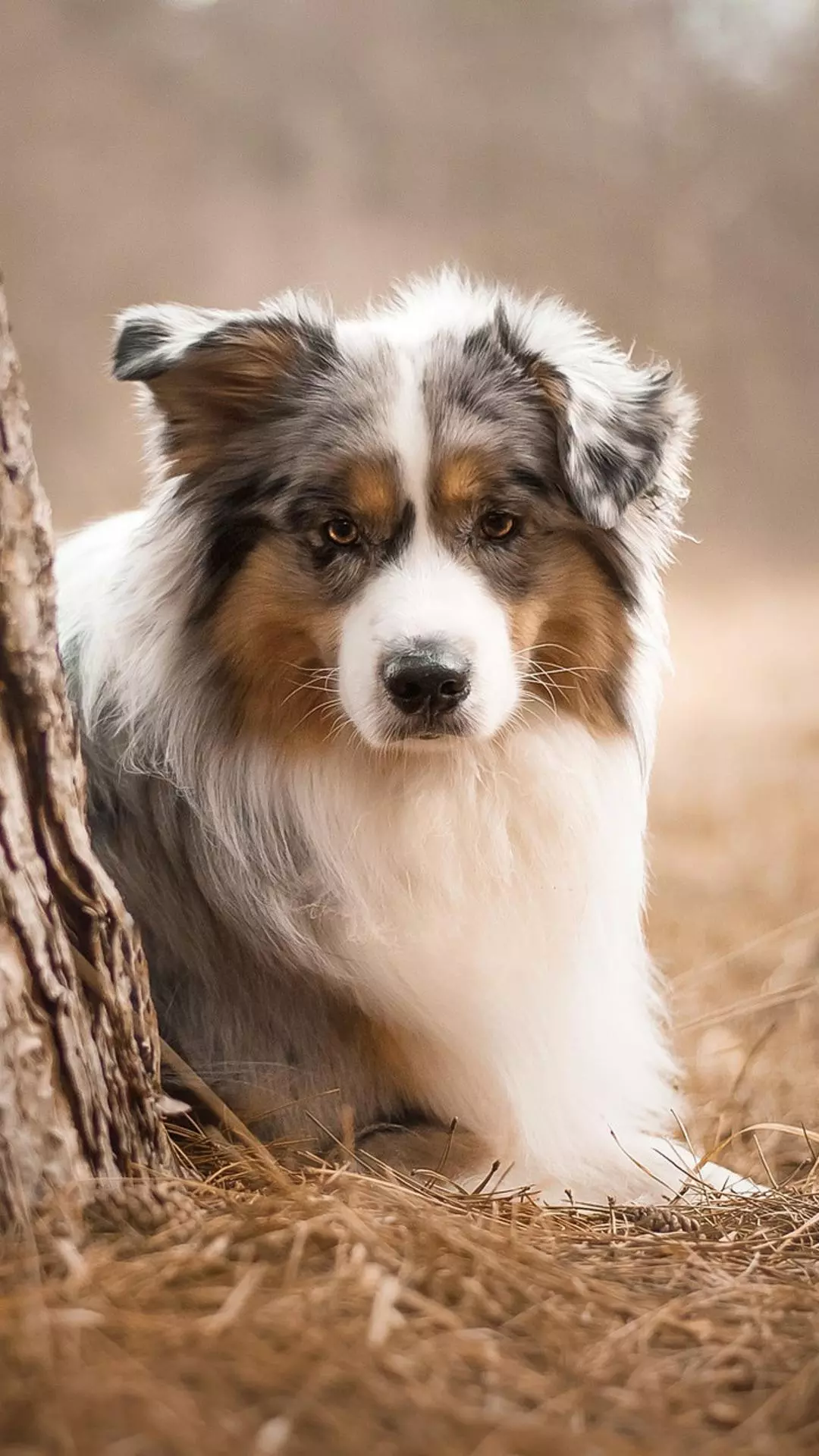 Blue Merle Australian Shepherd Resting Outdoors