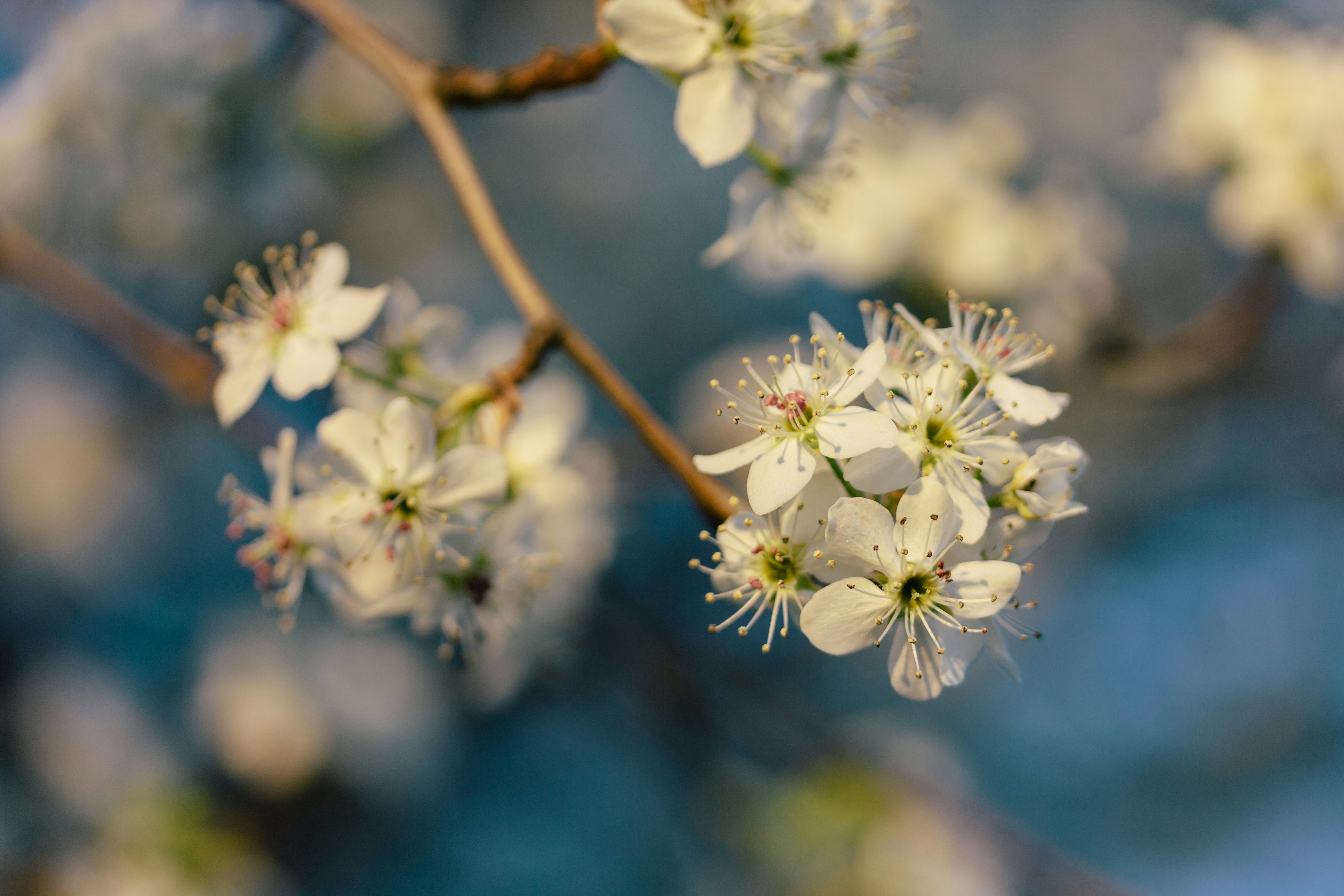 White Spring Tree Blossoms