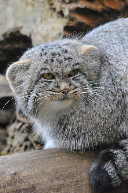 Close Up of a Pallas's Cat