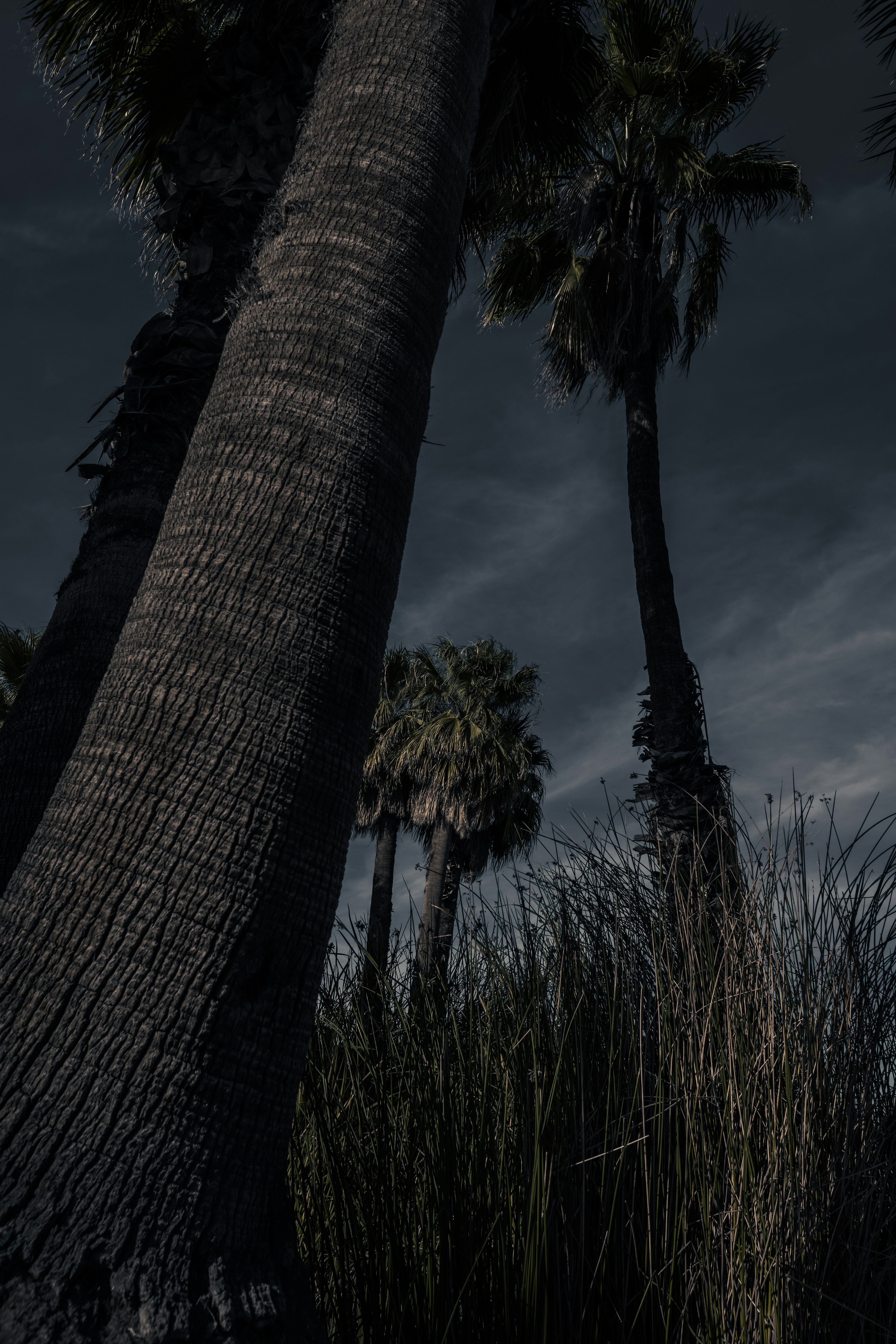 Moody Palm Trees Under Dark Sky