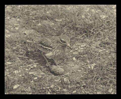 Stone Curlew Guarding Nest Eggs