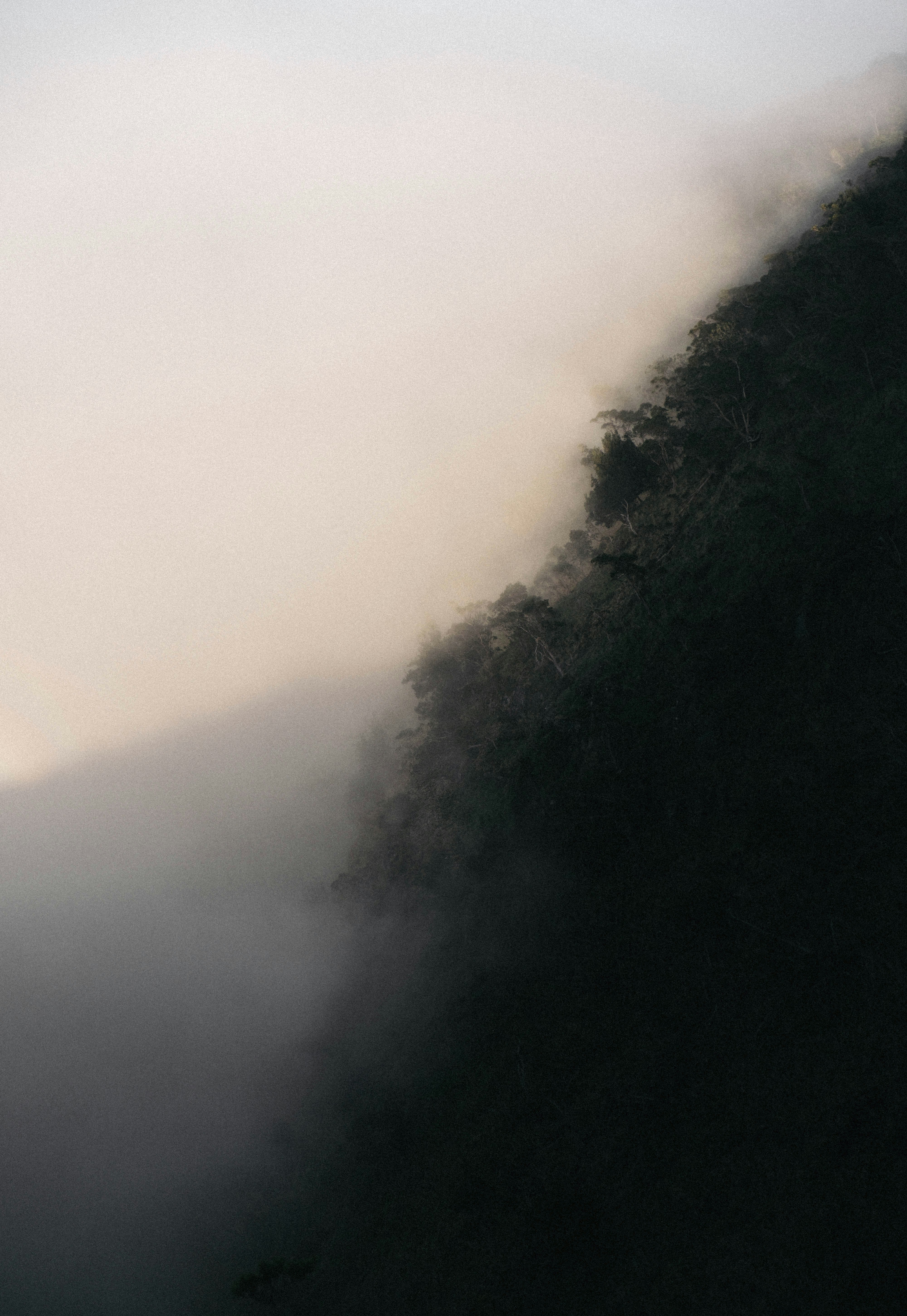 Foggy Forested Mountain Slope