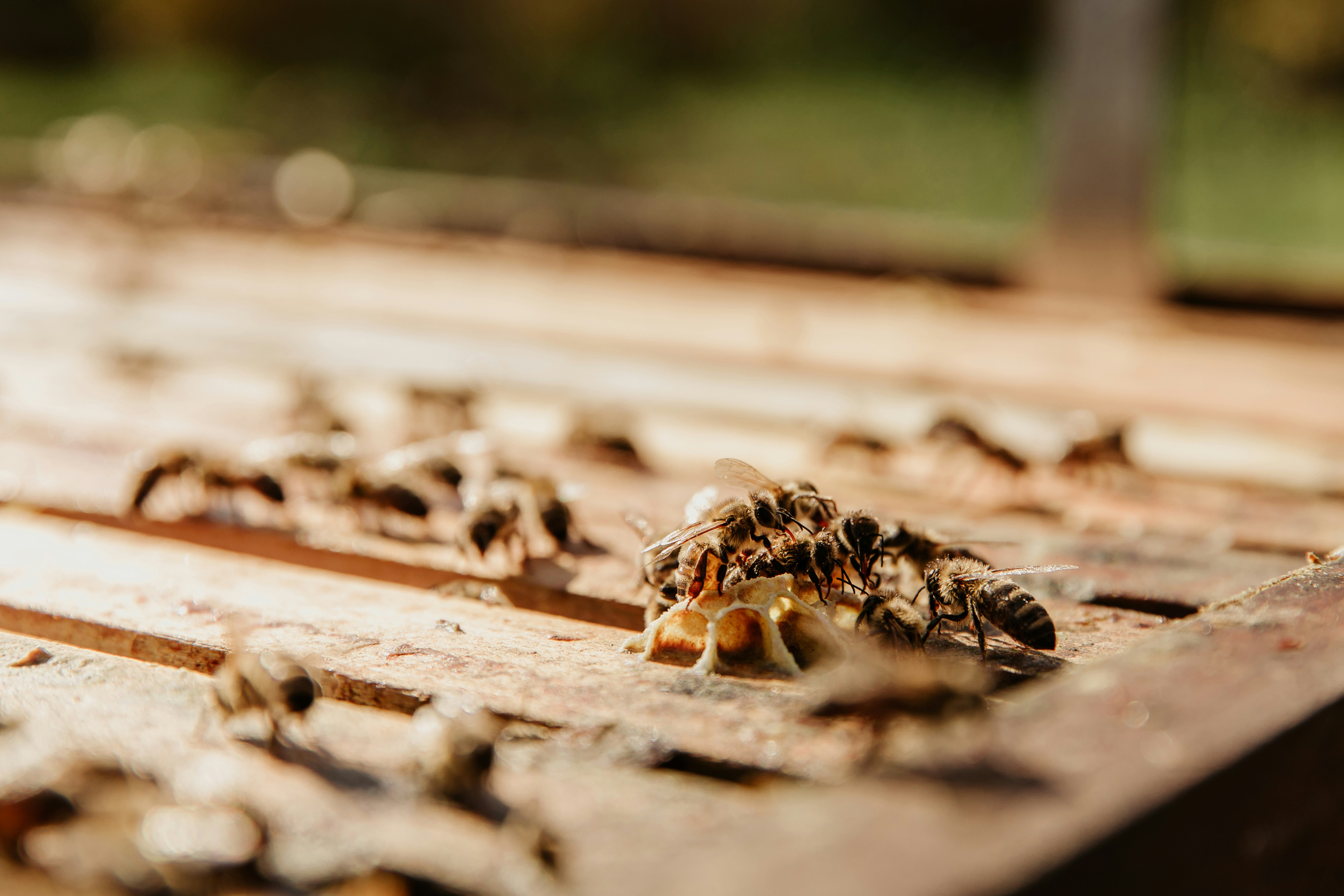 Honey Bees on Beehive Frame